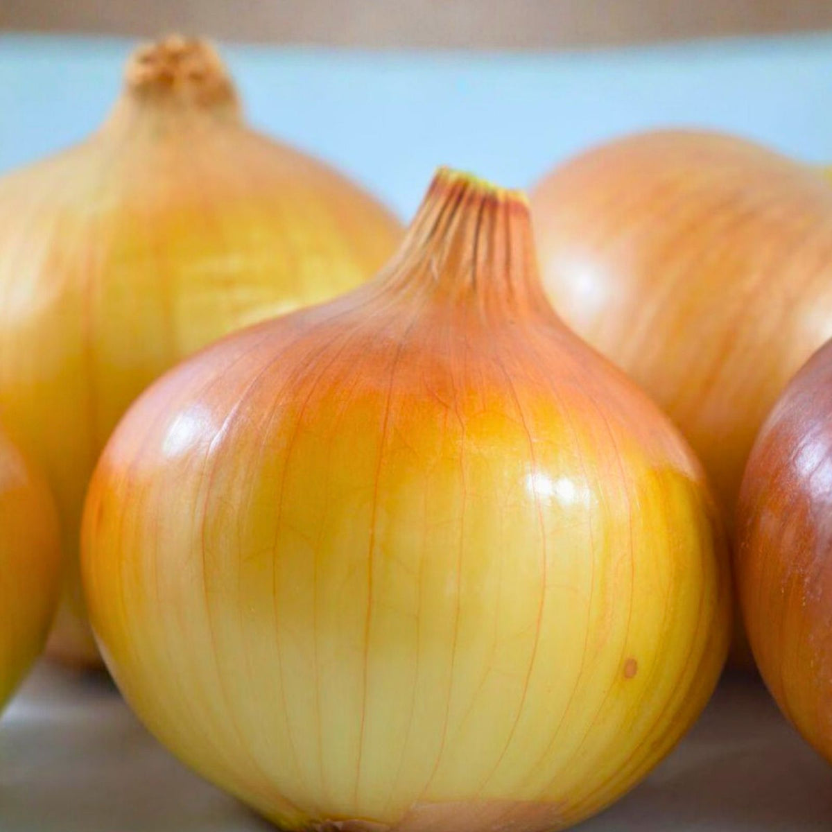 Spanish Yellow Onion Seeds – Heirloom Sweet Flavor – 25+ Seeds – Allium cepa – Organic Onion Seeds for Gardening