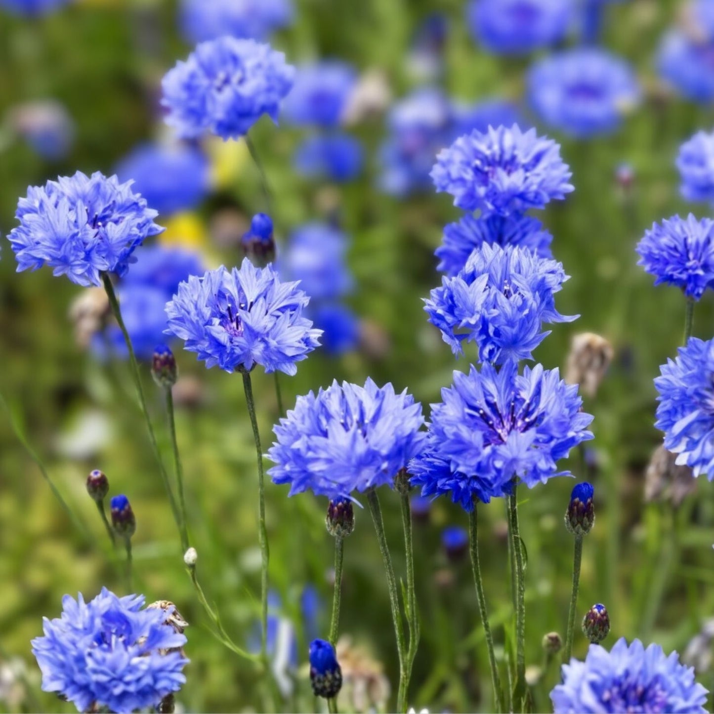 Dwarf Blue Bachelor Button Seeds - 100+ Centaurea cyanus Border Flower, Ornamental Garden Flower, Blue Color