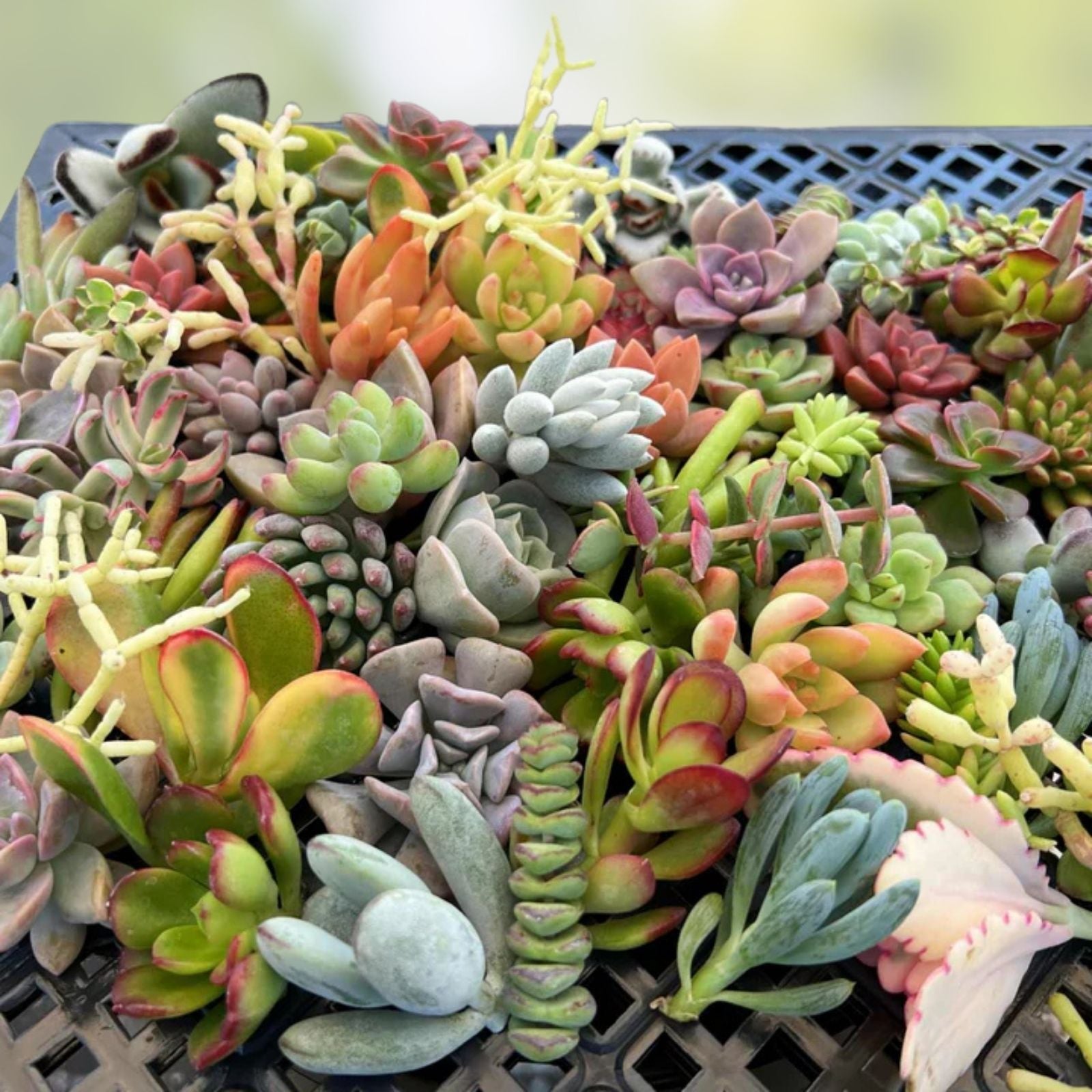 Assorted Succulent Leaves for Propagation - Variety Pack of Cuttings for Gardening and Planting - Free Shipping
