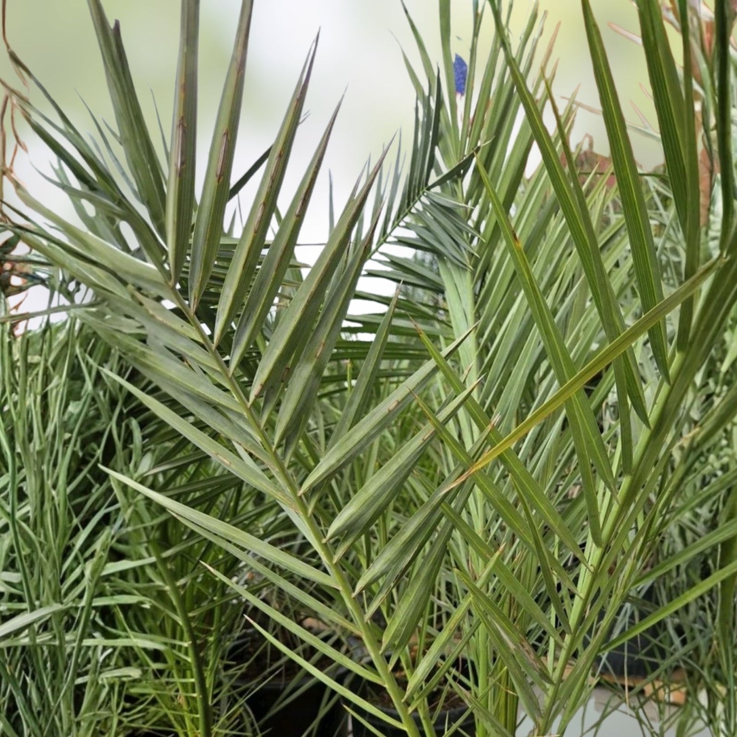 Medjool Date Palm Seedling 2+ Years Old Indoor Plant Phoenix Dactylifera Sapling, Drought Tolerant, Easy Care