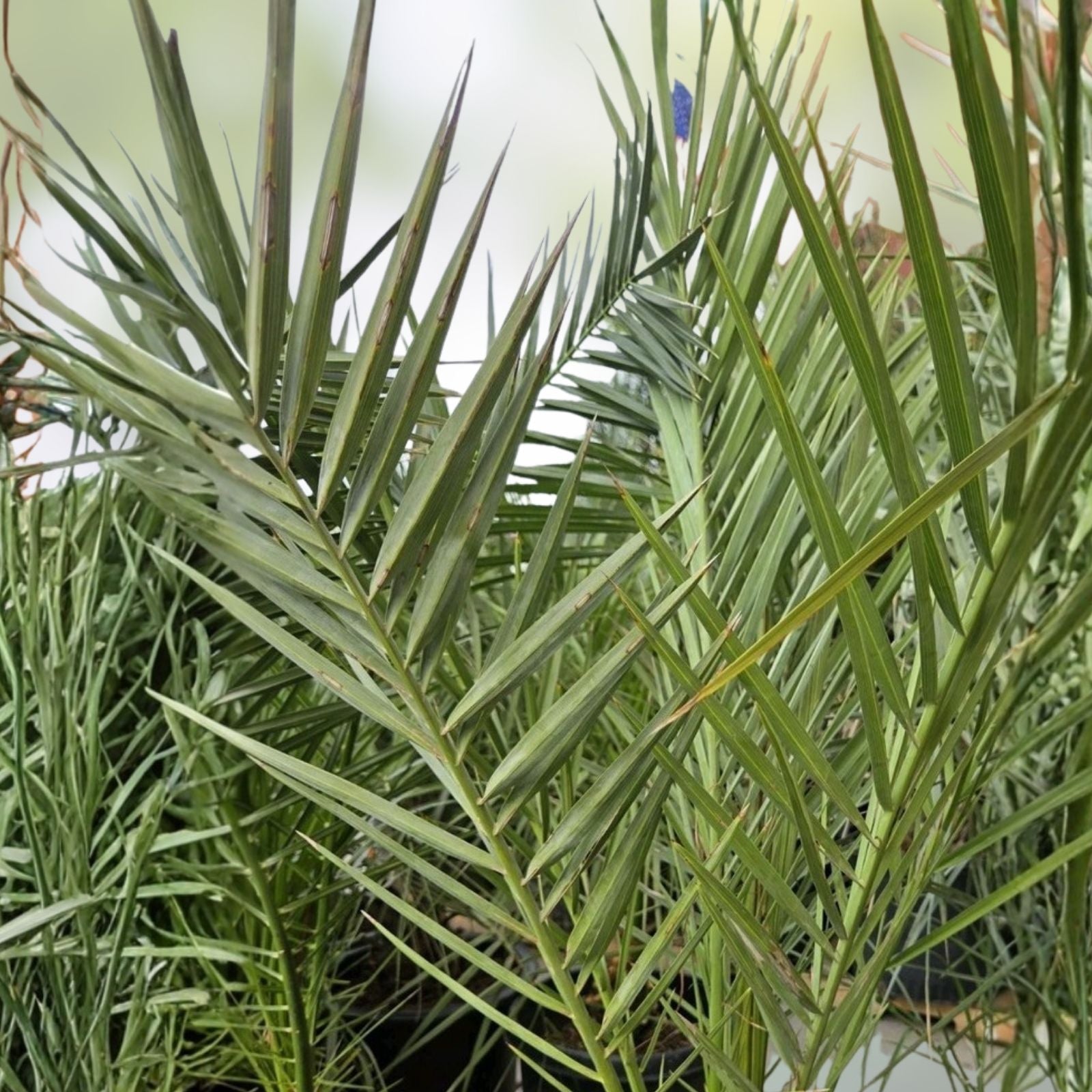 Medjool Date Palm Seedling 2+ Years Old Indoor Plant Phoenix Dactylifera Sapling, Drought Tolerant, Easy Care