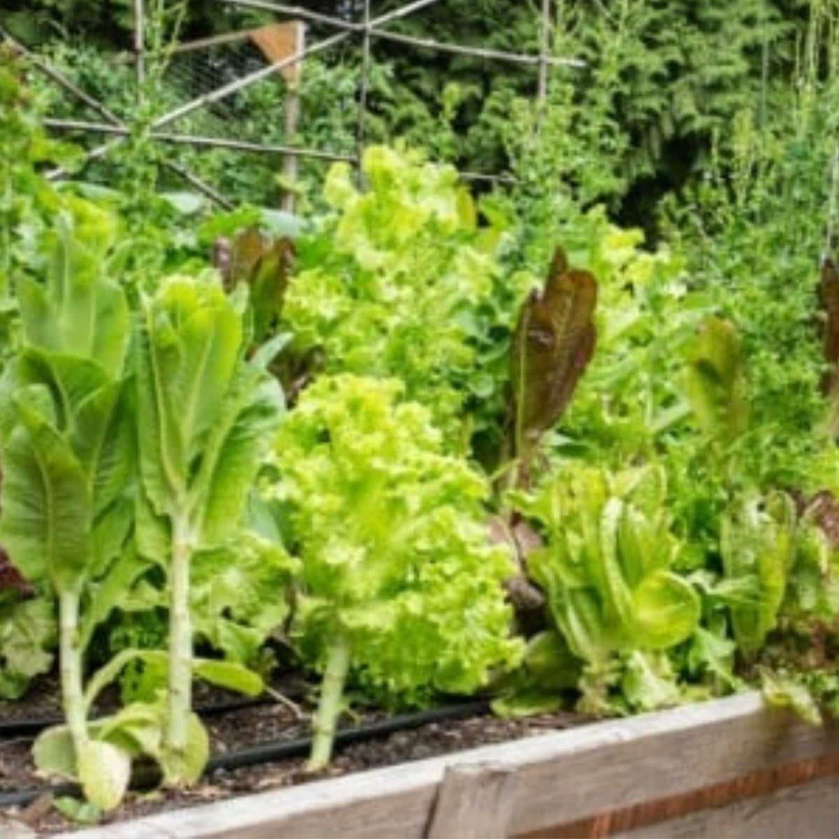 Premium Plant Seed Blend - Dalton's Favorite Mix - 2 oz - Vegetable & Herb Seeds for Home Gardening