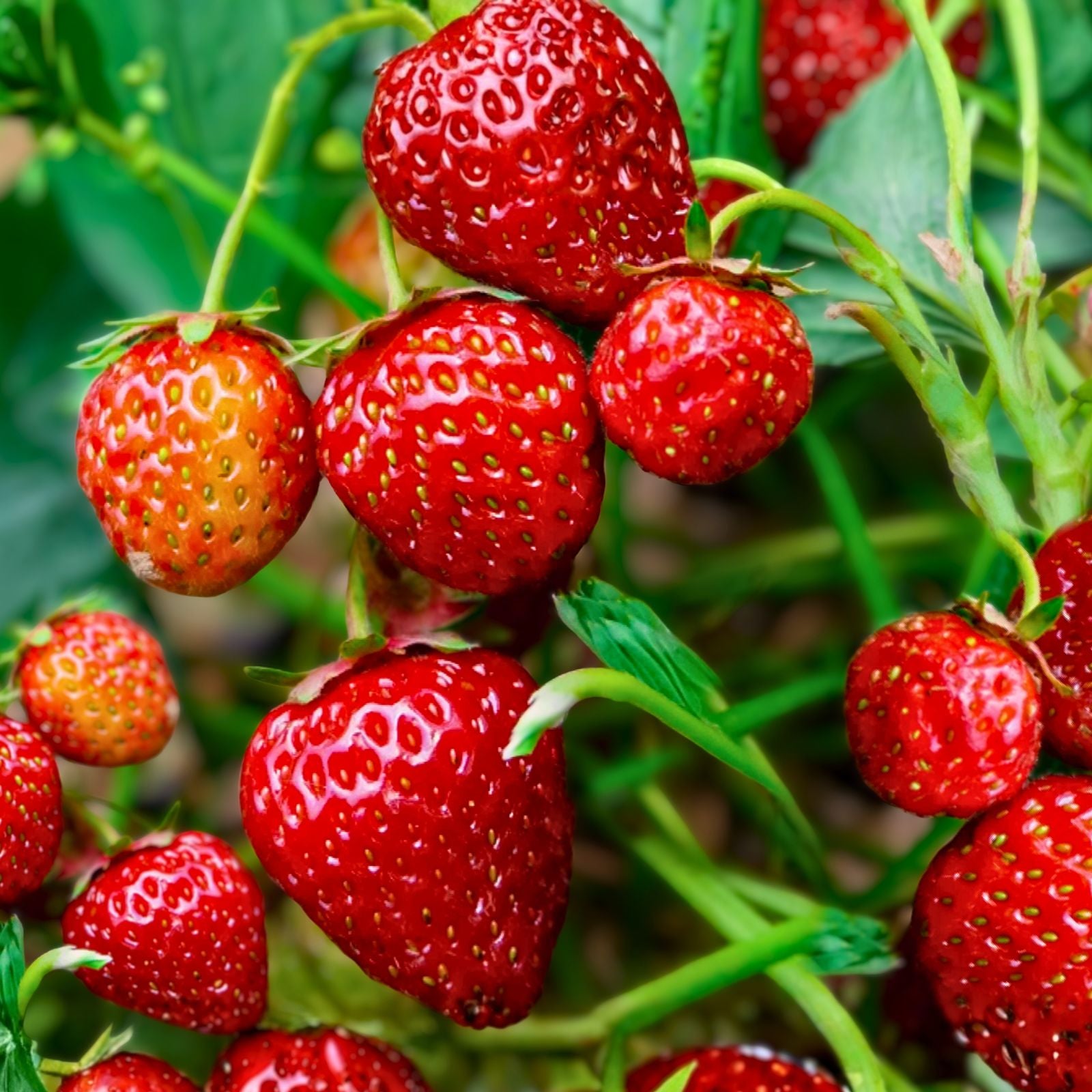 Strawberry Plants 6-Pack Bareroot Ozark Everbearing Sweet Fruit Live Outdoor Plant