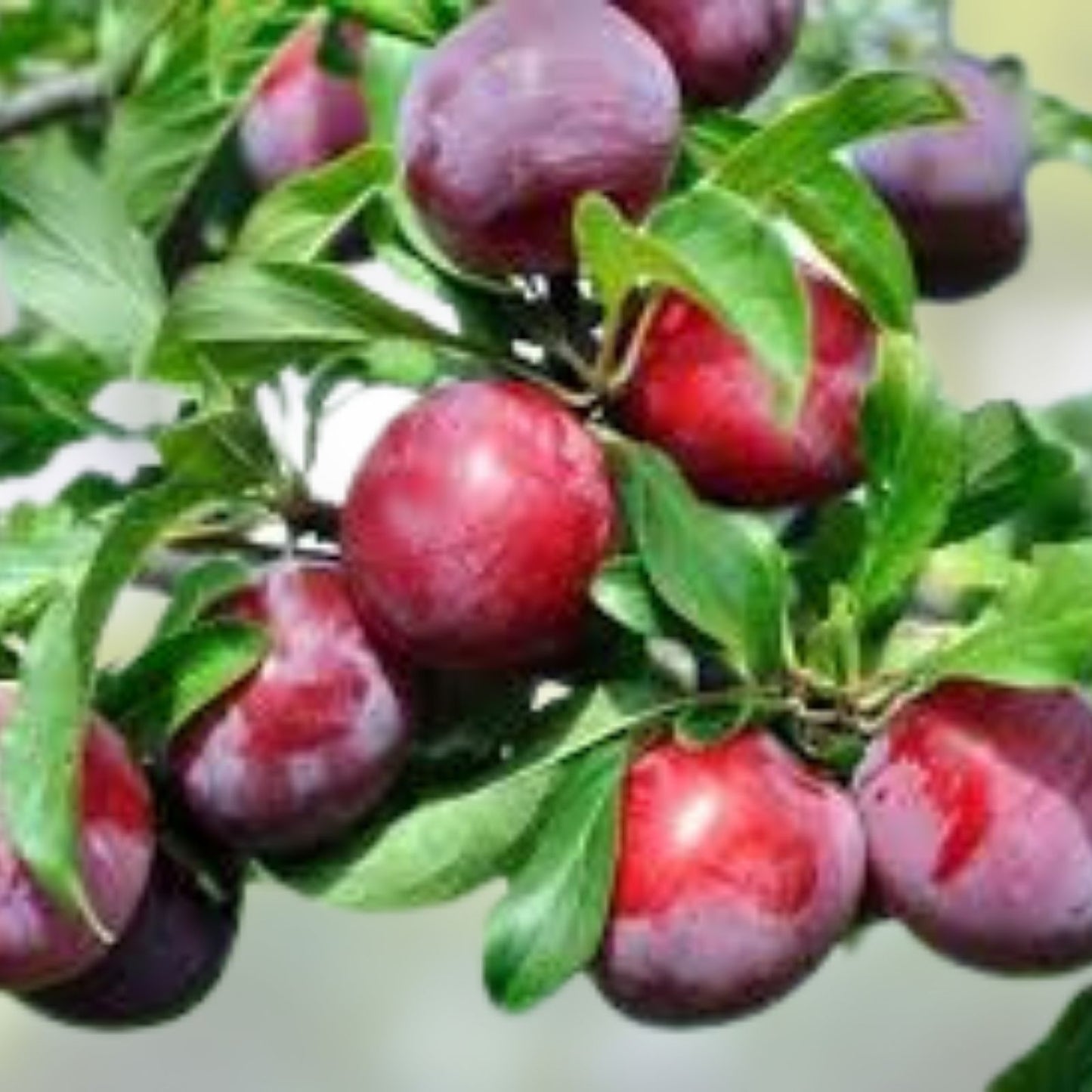 Japanese Red & Yellow Plum Cuttings – Edible Landscaping Plants, Prunus salicina, 2 Pieces