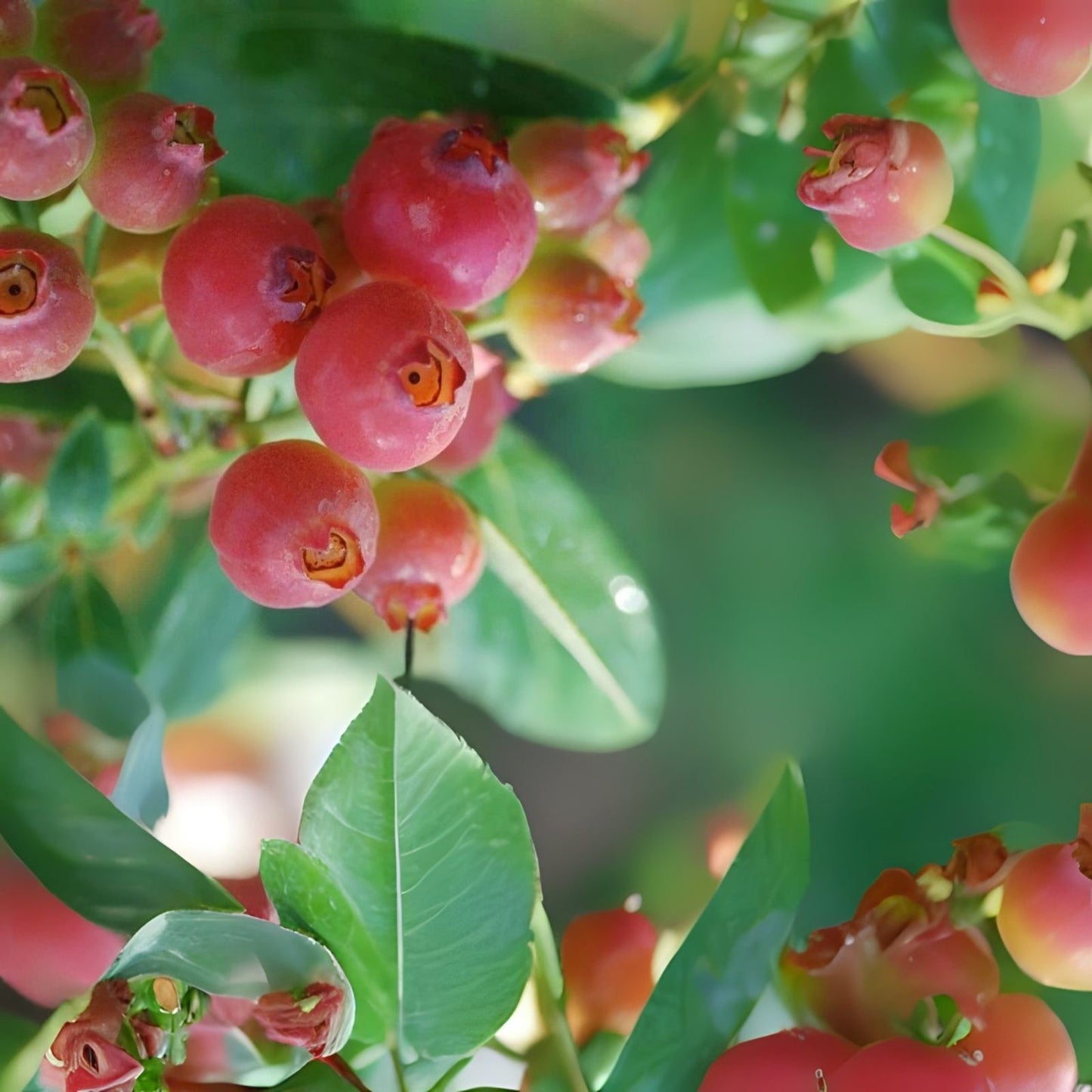 Pink Lemonade Blueberry Plant - Rooted - Self-Pollinating - Vaccinium corymbosum - Zones 5-8