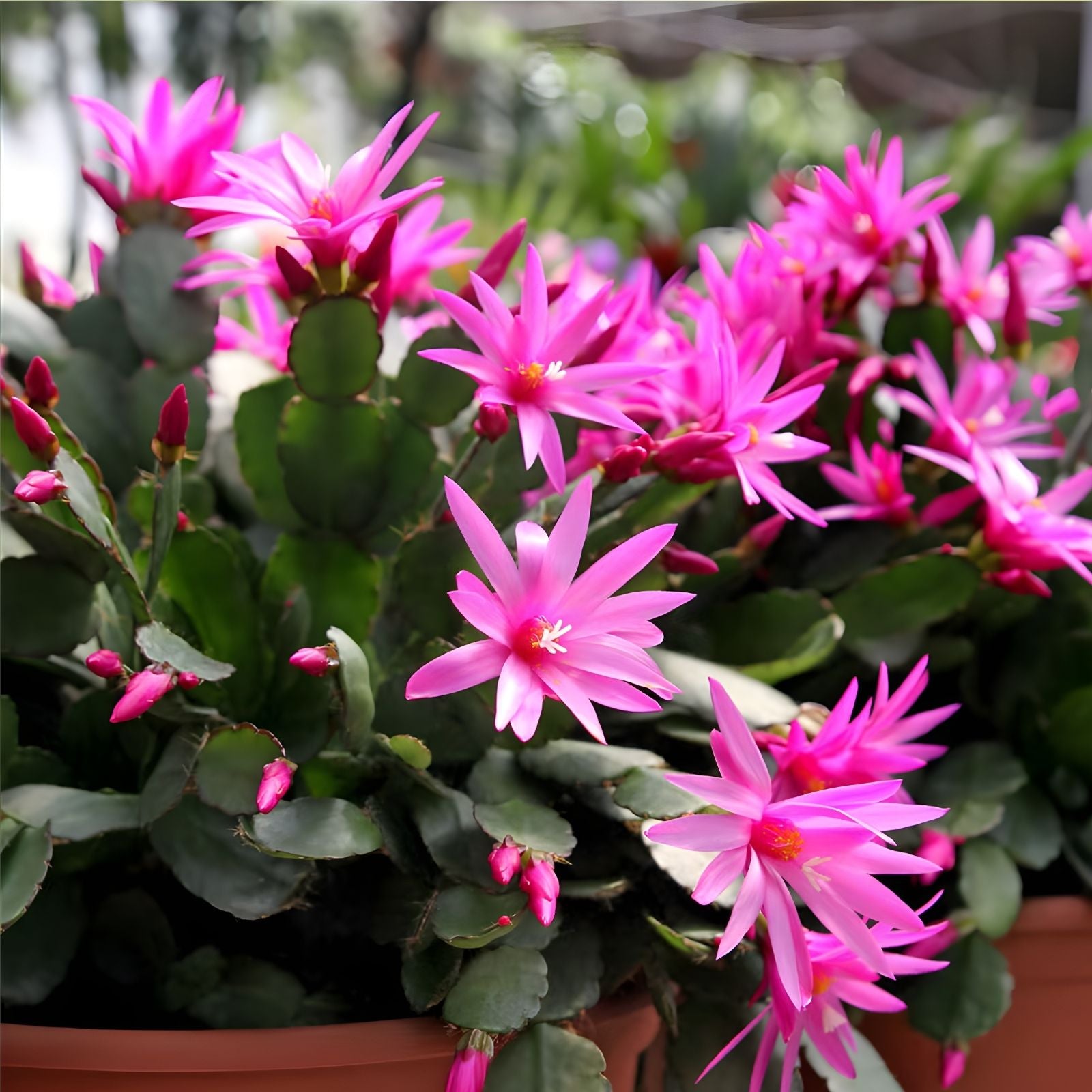 Easter Cactus Live Plant 2-4" Pink Succulent Houseplant Rhipsalidopsis gaertneri