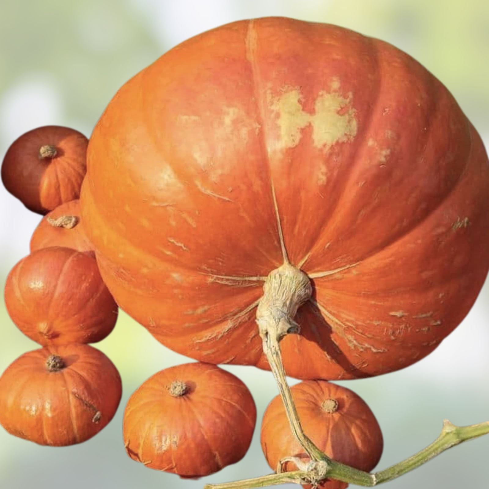 Big Max Pumpkin Seeds 20 Pack | Giant Symmetrical Variety | Cucurbita maxima | Heirloom Pumpkin Seeds for Growing