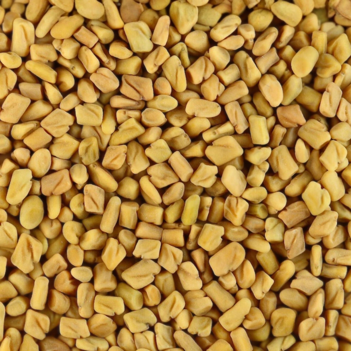 Fenugreek Seeds Heirloom Variety 20+ Seeds – Healthy Tasty Herb Trigonella foenum-graecum for Cooking and Gardening