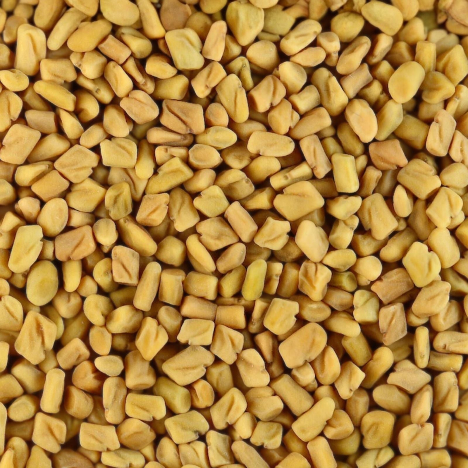 Fenugreek Seeds Heirloom Variety 20+ Seeds – Healthy Tasty Herb Trigonella foenum-graecum for Cooking and Gardening