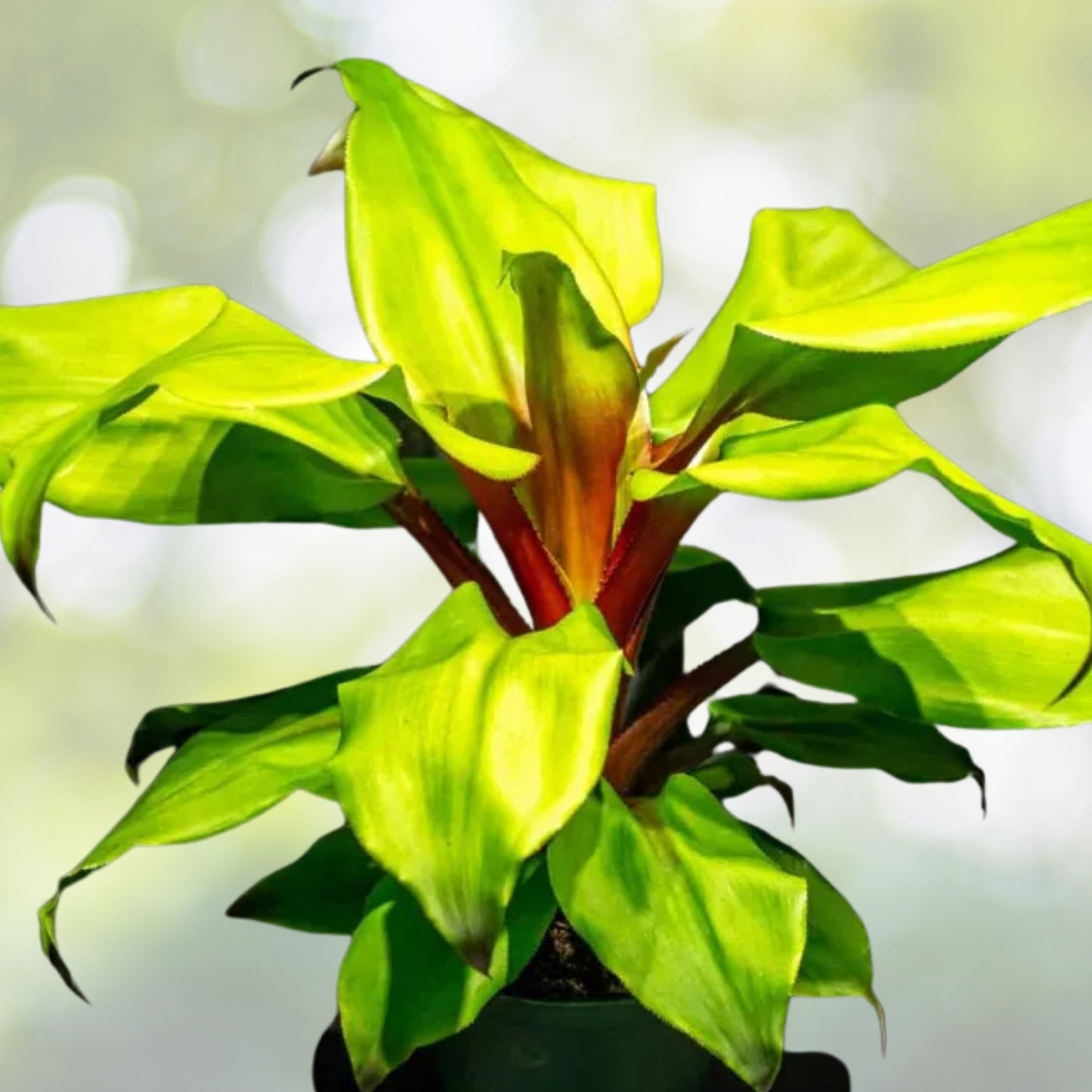Bromeliad Plant 6" Aechmea Tayoensis with Green Foliage and Red Inflorescence - Tropical Houseplant for Interiors