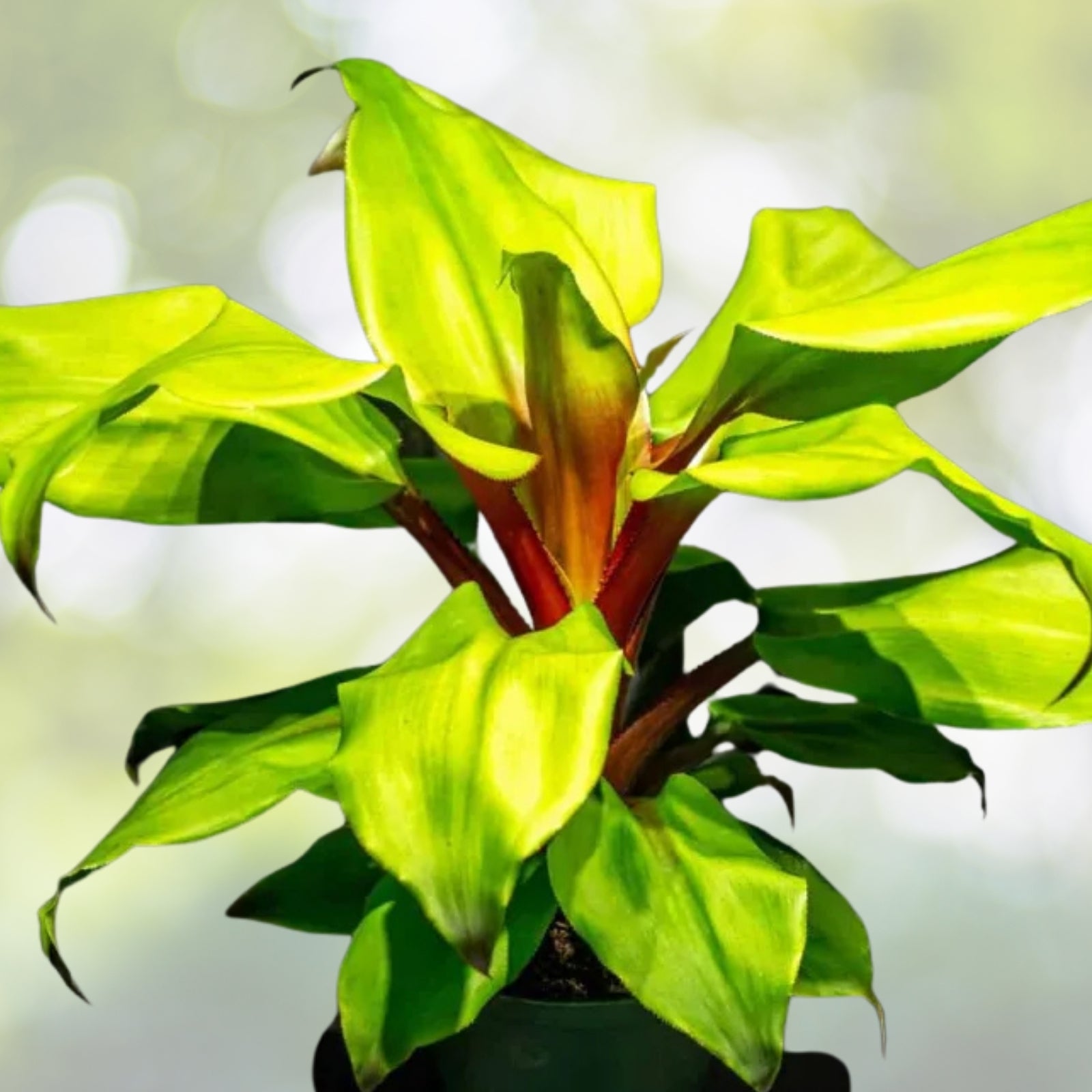 Bromeliad Plant 6" Aechmea Tayoensis with Green Foliage and Red Inflorescence - Tropical Houseplant for Interiors