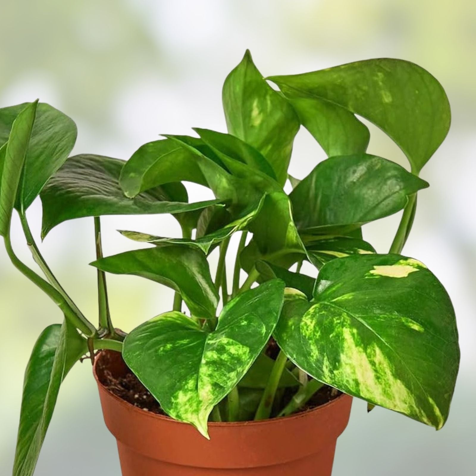 Golden Pothos Cuttings 5 Rooted Live Indoor Houseplant - Easy to Grow Epipremnum aureum