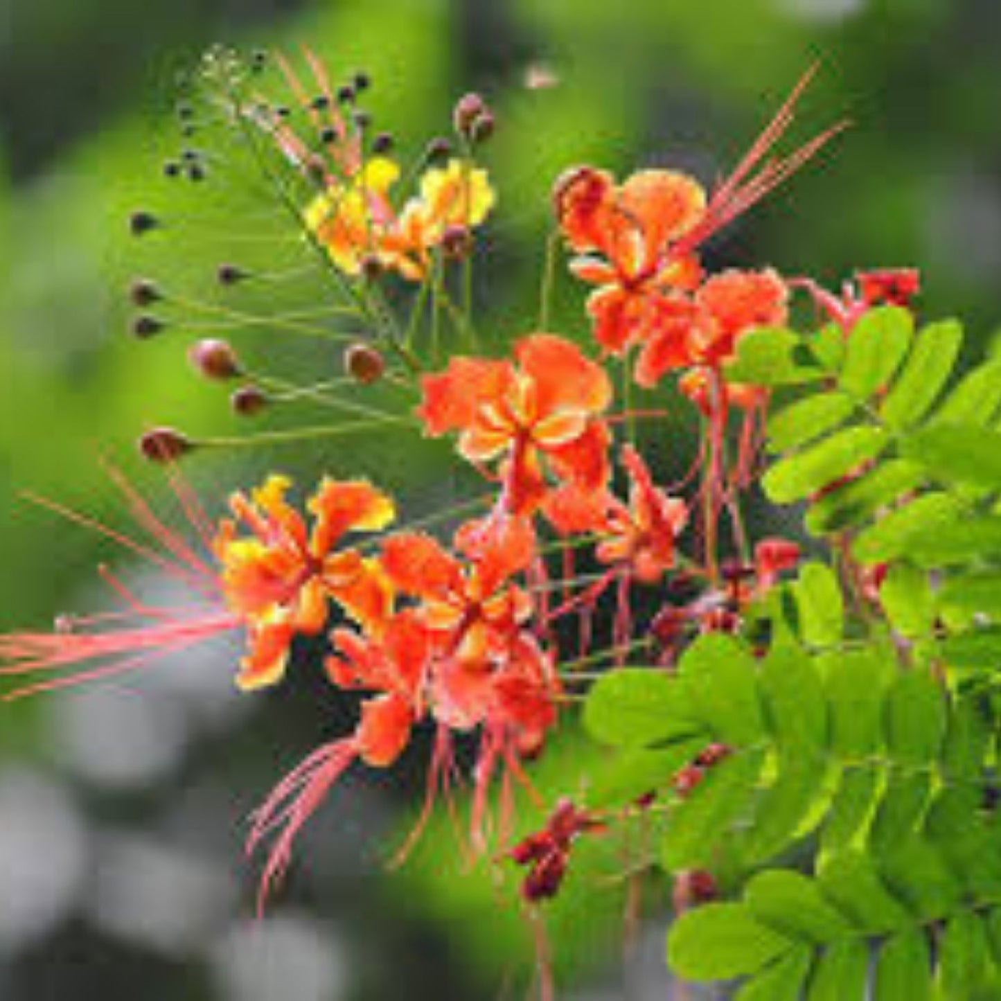 Red Bird of Paradise Seeds - 12 Barbados Flower Seeds - Caesalpinia Pulcherrima - Vibrant Tropical Colors - Ornamental Garden Plant