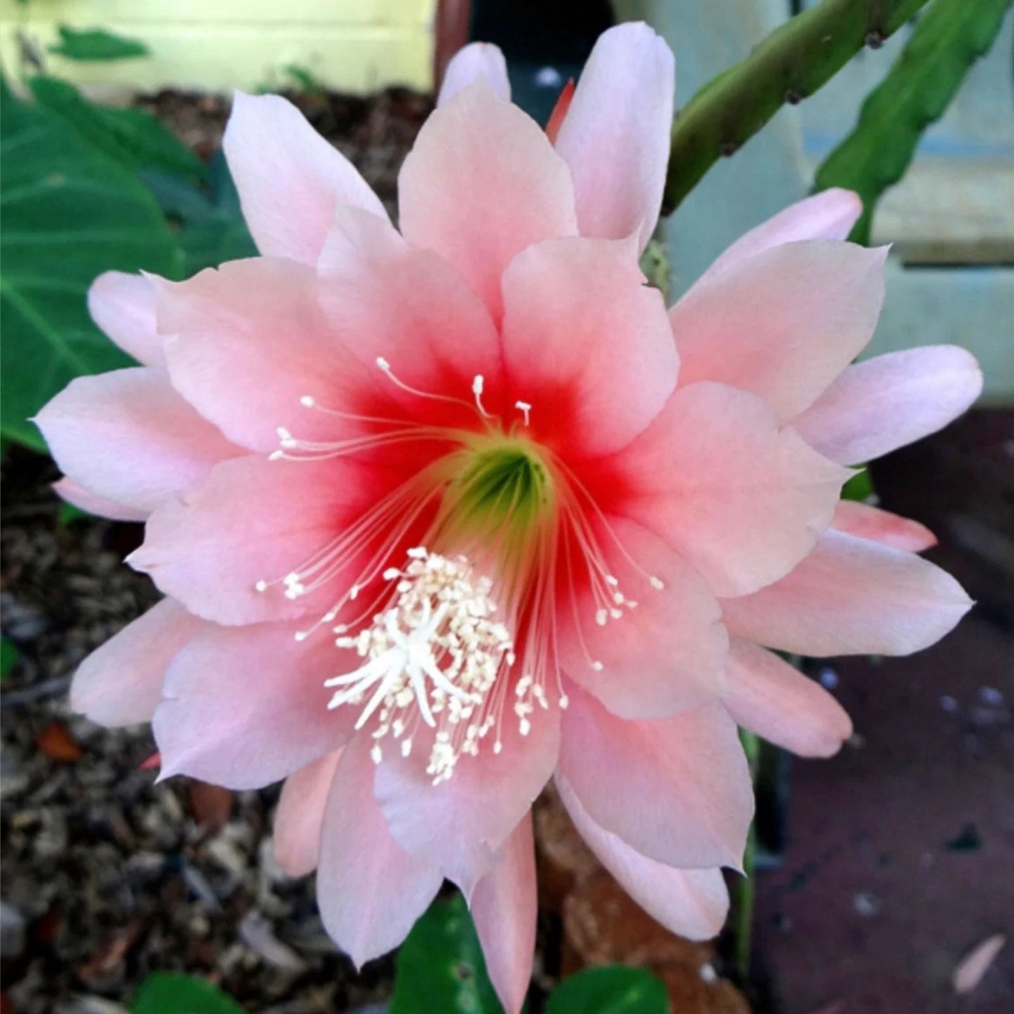 Epiphyllum Cuttings 8-10 Inches Argus Variety Unrooted Epiphyllum spp, Succulent Plant Propagation