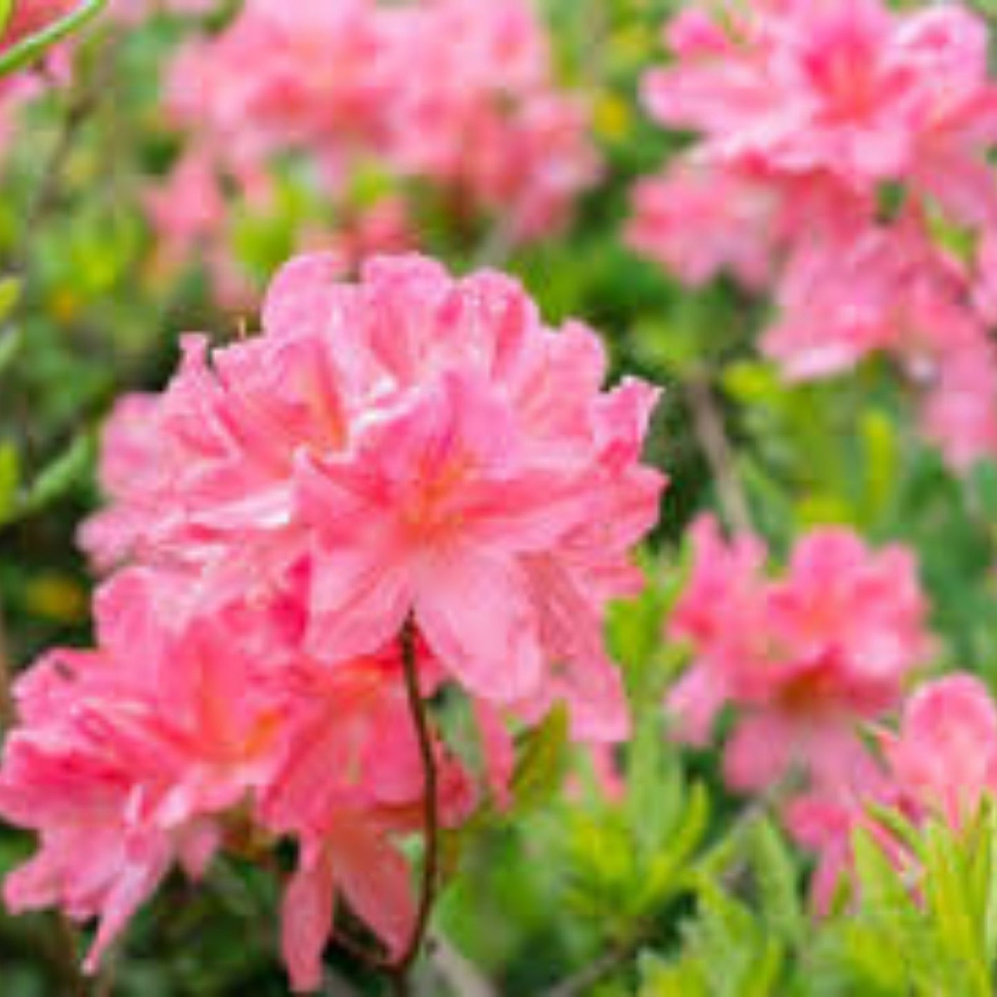 Azalea Starter Plant - Sugar and Spice Variety - Rhododendron - Rare Flowering Shrub for Garden and Landscape