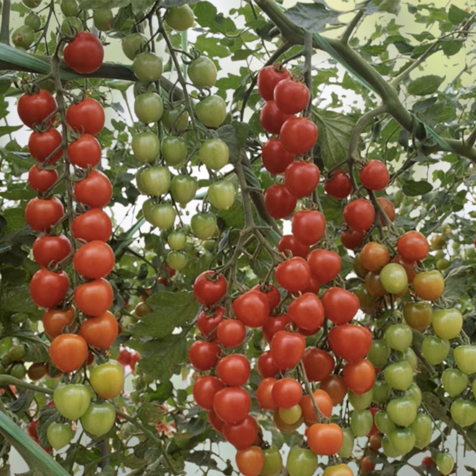 Cherry Tomato Seeds 300 Pack, Heirloom Variety, Solanum lycopersicum, for Garden Planting, Sweet and Juicy Tomatoes