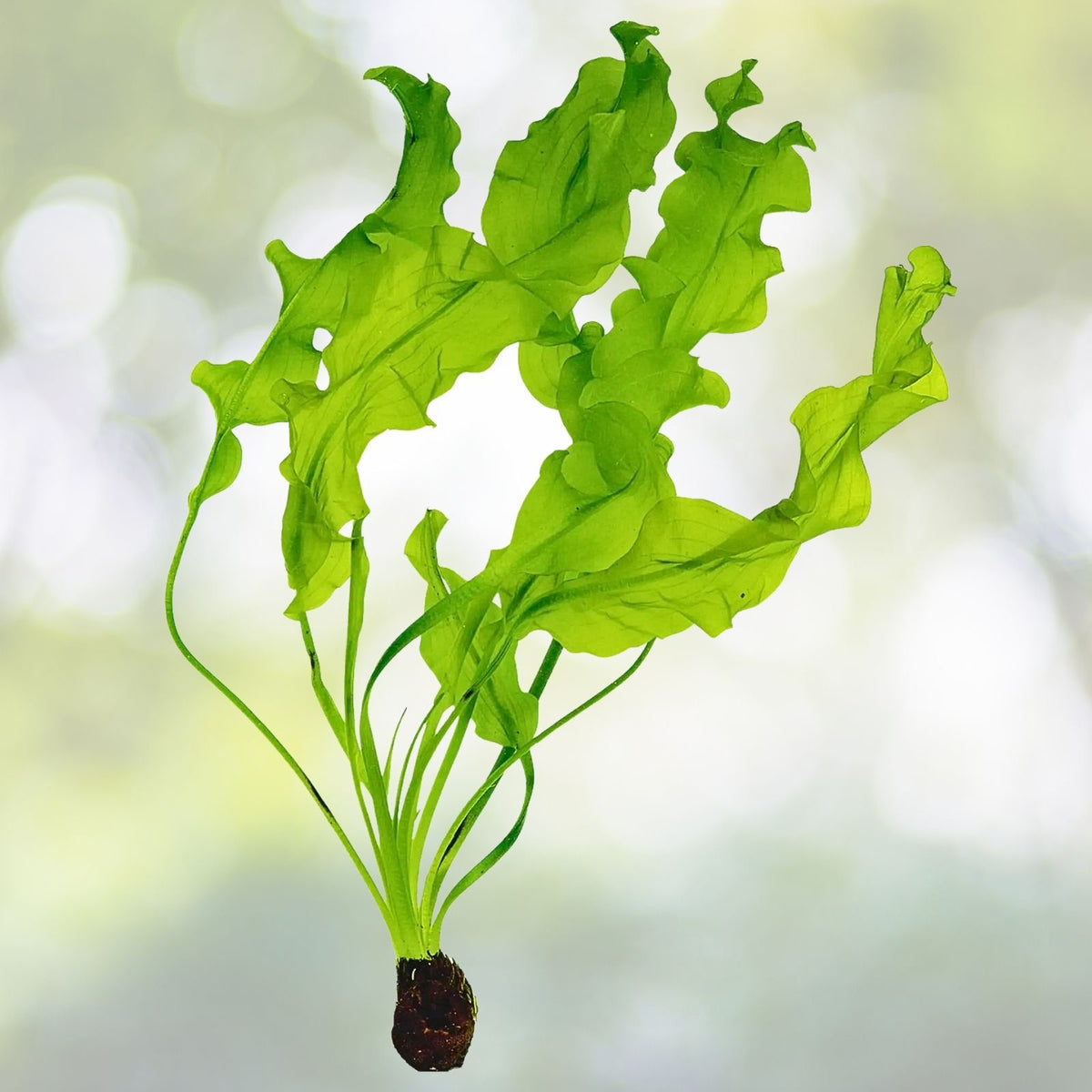 Aponogeton Ulvaceus Bulb - Freshwater Aquatic Plant - Easy Live Aquarium Pond Plant - Aponogeton Ulvaceus