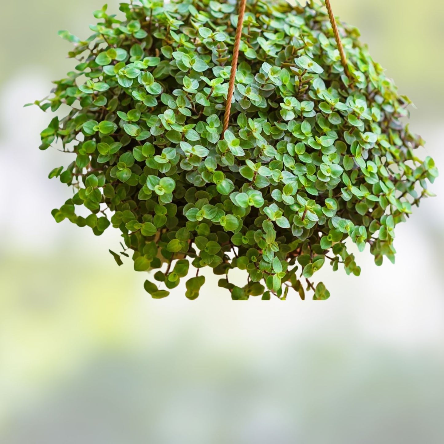 Turtle Vine Cuttings - 7 Inch Creeping Plant Propagation - Callisia Repens Indoor Plant Cuttings