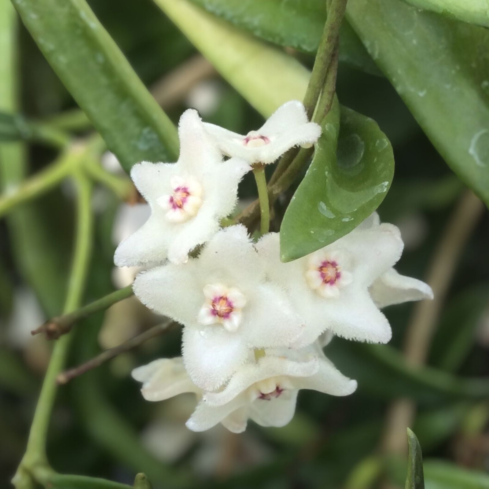 Hoya Longifolia Starter Plant - Hanging Houseplant - Heat-Loving, Frost-Sensitive, Green Foliage, Indoor Plant, Hoya Longifolia