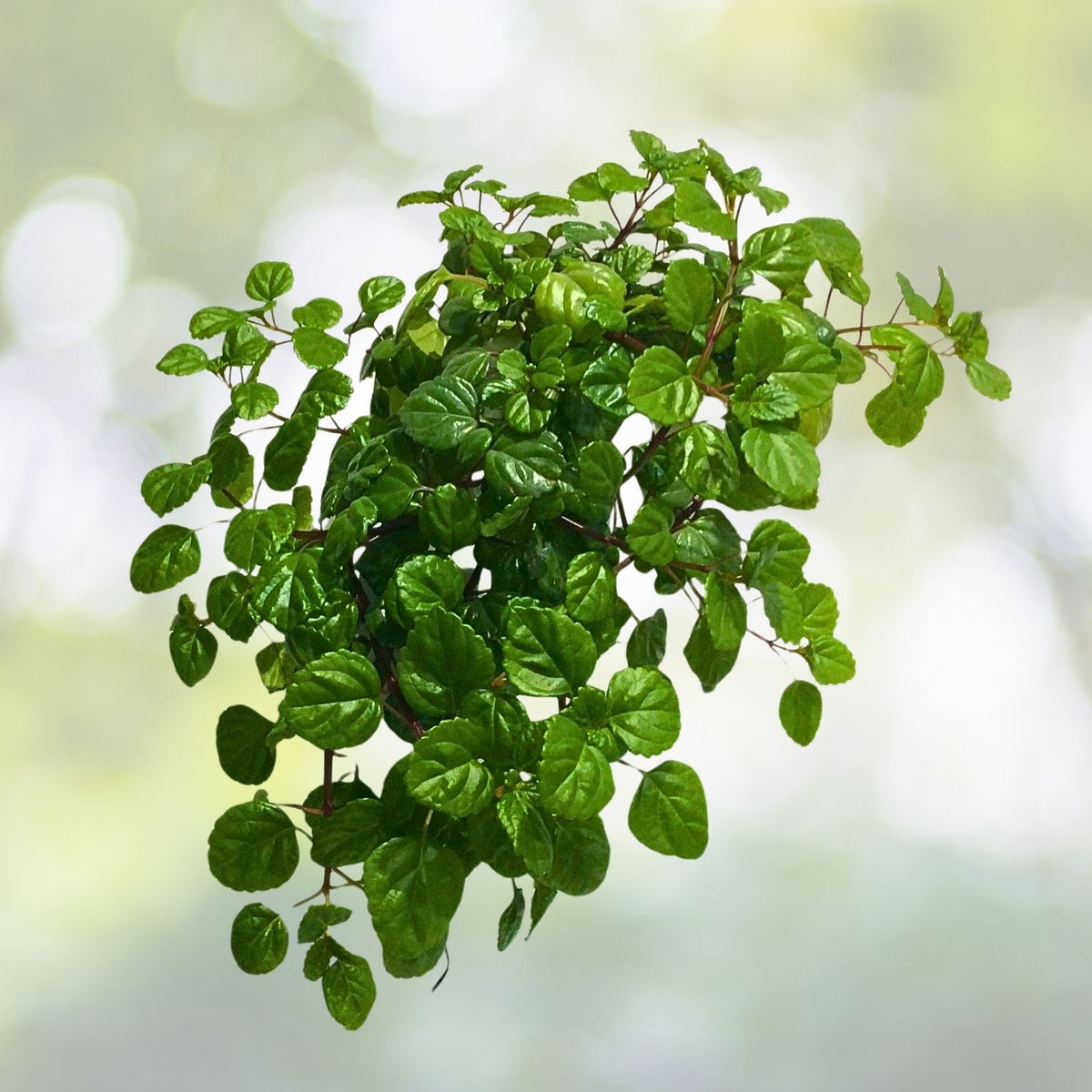 Swedish Ivy Live Plant 4" Pot - Green Plectranthus - 2 in 1 Arrangement - Indoor Houseplant Decor