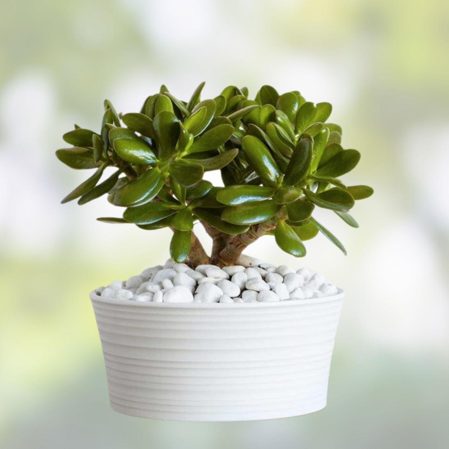 Jade Plant Cutting 8" Deep Green Crassula Ovata Succulent with Branches - Indoor Houseplant, Easy Care, Live Plant