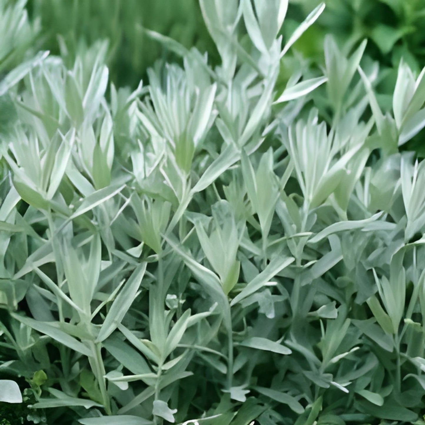 Prairie Sage Seeds for Planting - 50 Seeds - Artemisia ludoviciana - Perennial Herb, Drought-Tolerant, Native Plant