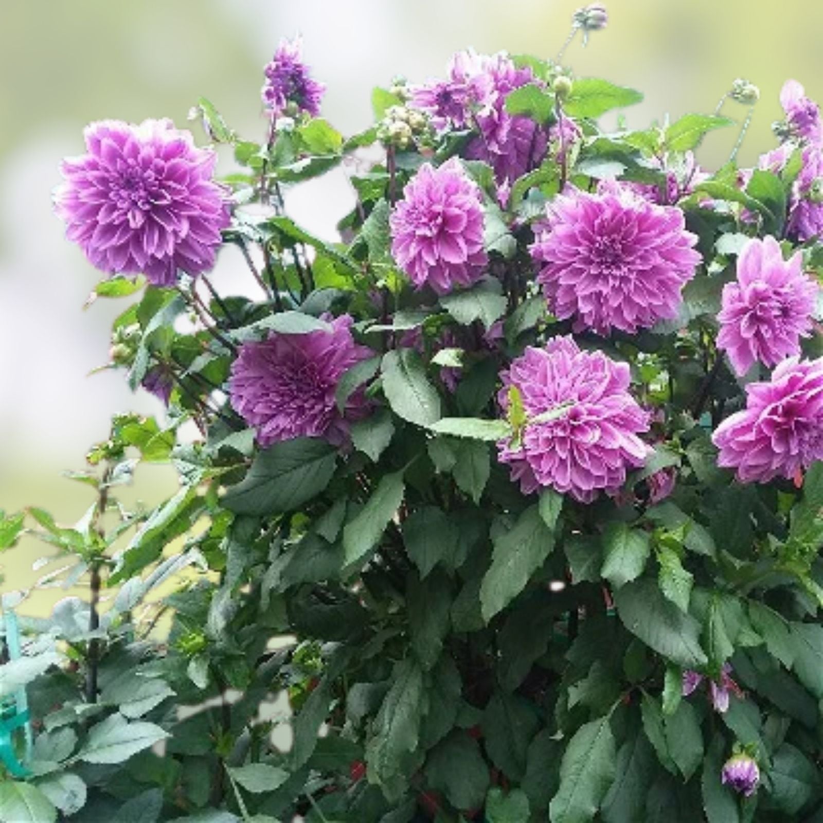 Dahlia Tuber Live Plant – Le Baron Lavender Magenta Purple Blooms – Dahlia variabilis Flower Bulb
