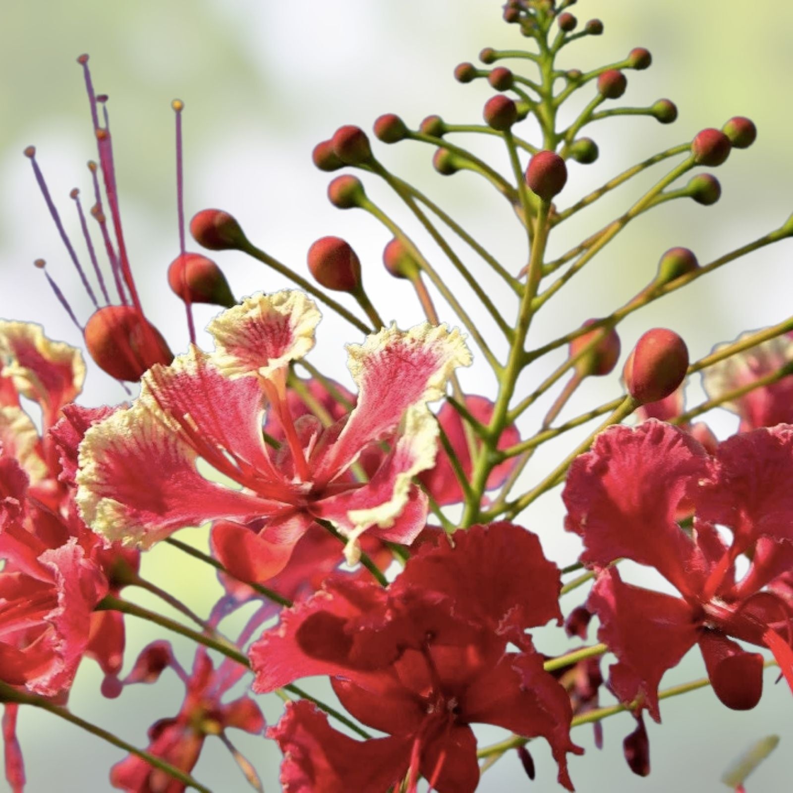Peacock Flower Seeds 10 Pack Red Caesalpinia pulcherrima Tropical Ornamental Plant Seeds