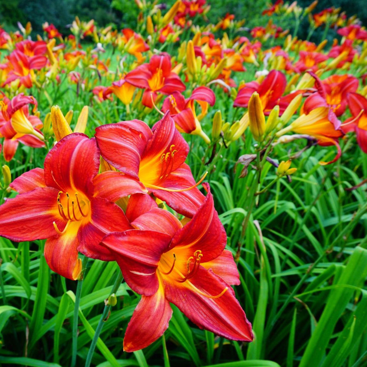 Red and Yellow Daylilies Plants Roots - Hemerocallis - 1pc Perennial Flowering Plant for Gardens