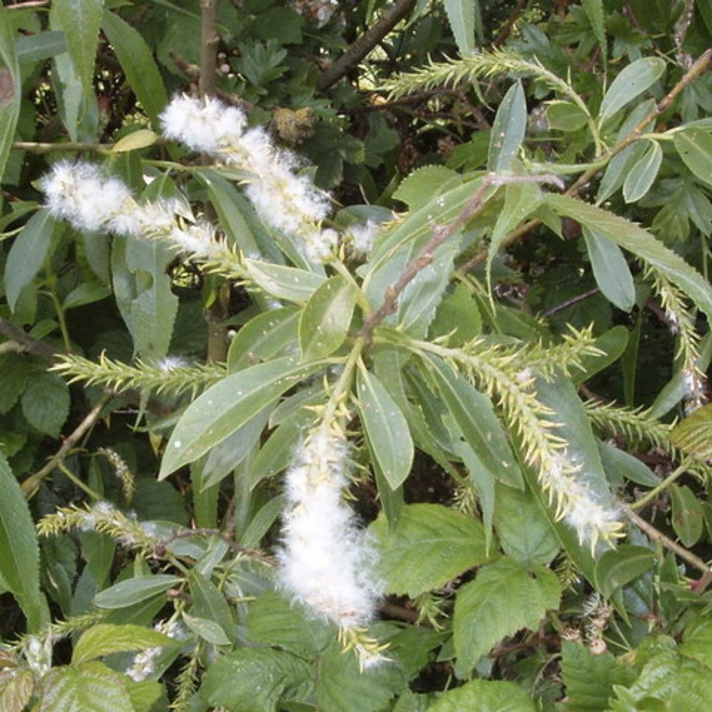 White Willow Tree Cuttings, 5+ Salix Alba Medicinal Herb, Aspirin Plant, Natural Pain Relief, Willow Branches for Planting