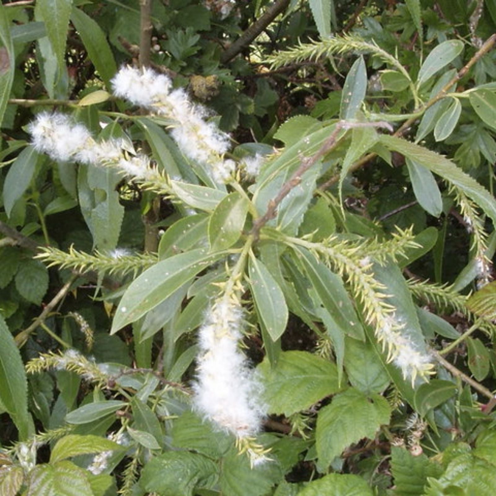 White Willow Tree Cuttings, 5+ Salix Alba Medicinal Herb, Aspirin Plant, Natural Pain Relief, Willow Branches for Planting