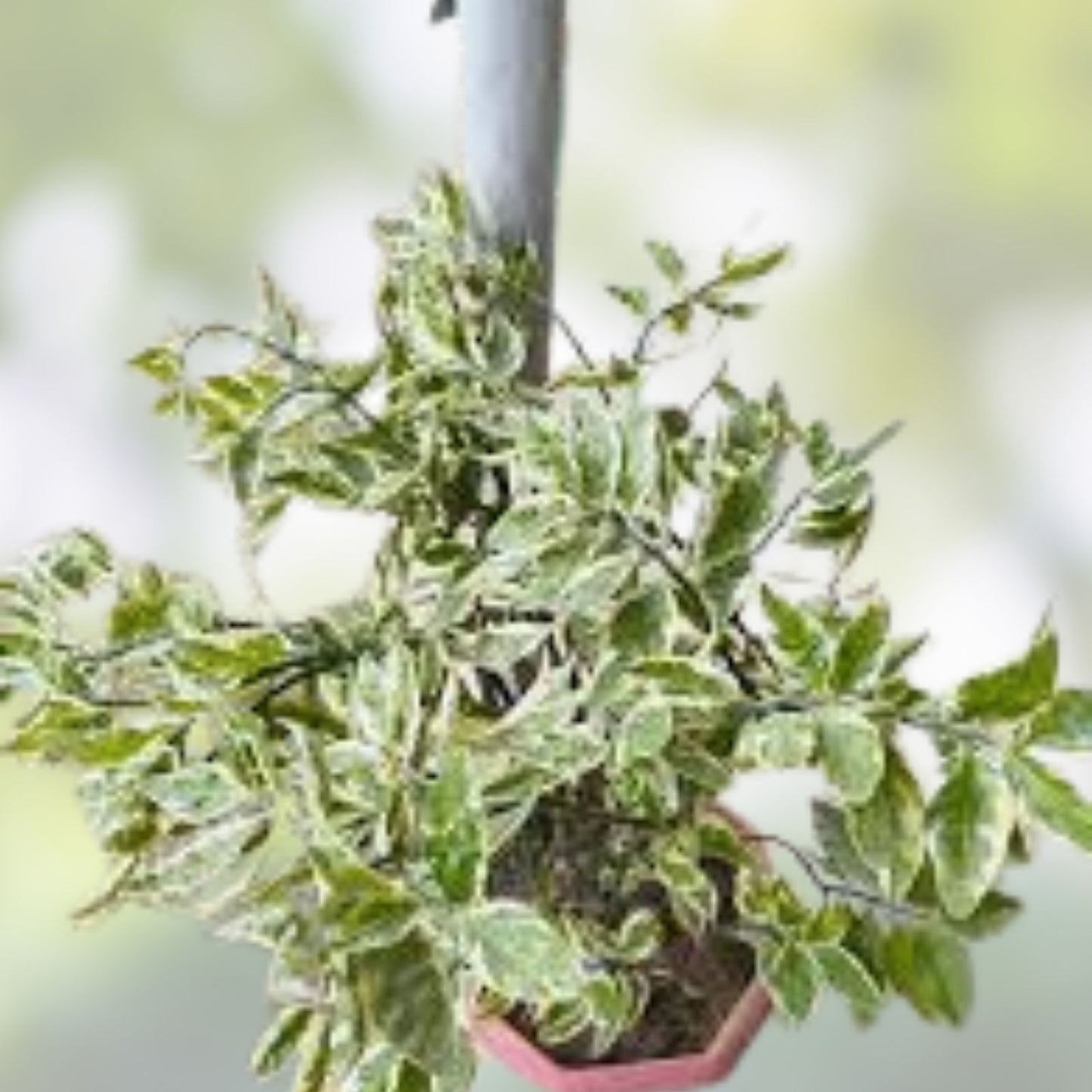 Devil's Backbone Cuttings - 10 Zig Zag Redbird Variegated Pedilanthus Tithymaloides Plant Clippings