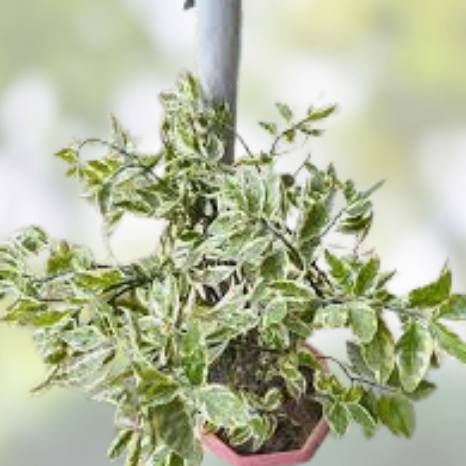 Devil's Backbone Cuttings - 10 Zig Zag Redbird Variegated Pedilanthus Tithymaloides Plant Clippings