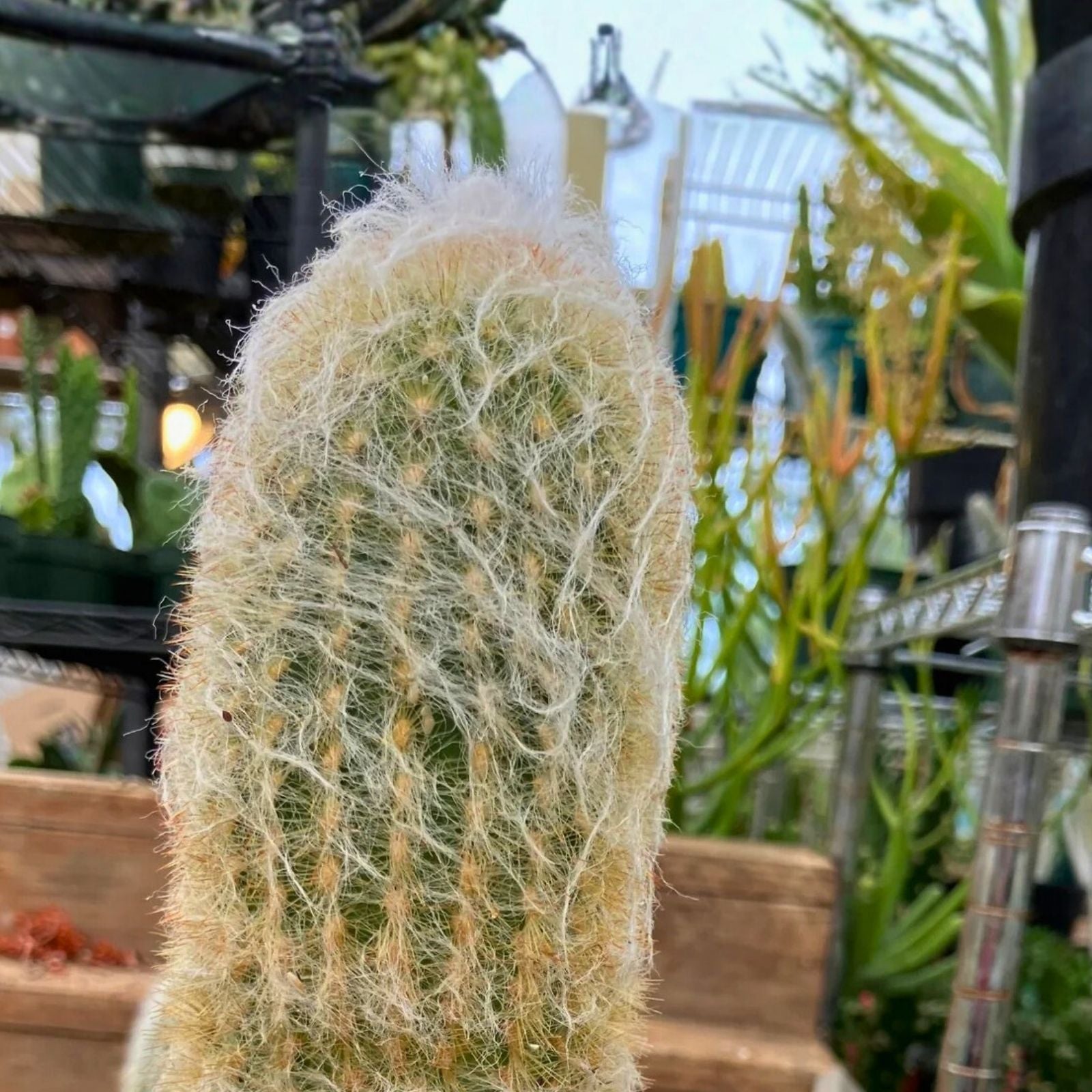 Espostoa lanata Old Man of the Mountain Cactus 8" Pot, Succulent Plant, Unique White Spines, Desert Cactus, Indoor or Outdoor Plant