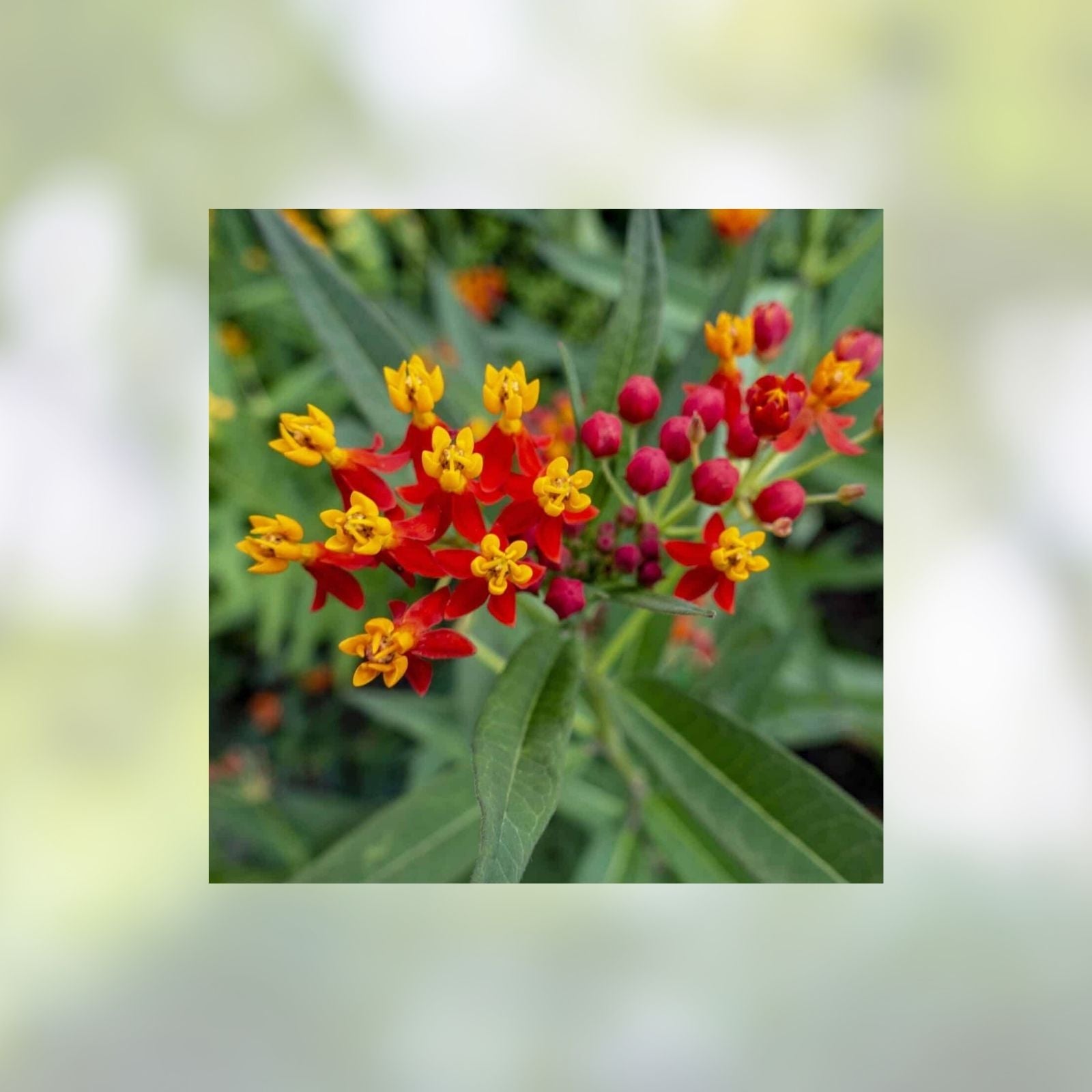 Buckwheat Seeds for Planting – Cover Crop, Grain, Pollinator, Bee Pasture, Wildflower – Fagopyrum esculentum