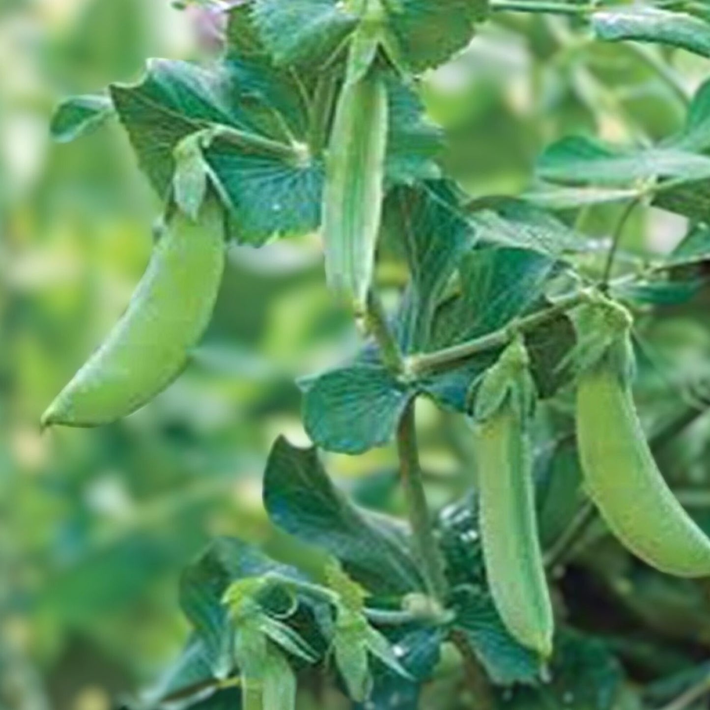 Early Alaska Pea Seeds, Heirloom Non-GMO, 100+ Seeds for Home Garden, Pisum sativum, Vegetable Garden Seeds