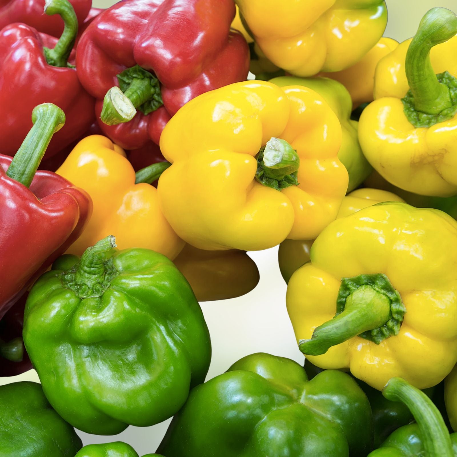 Rainbow Blend Sweet Bell Pepper Seeds – 300+ Capsicum annuum, colorful vegetable seeds, garden starter plant, live plant, cutting, bare root