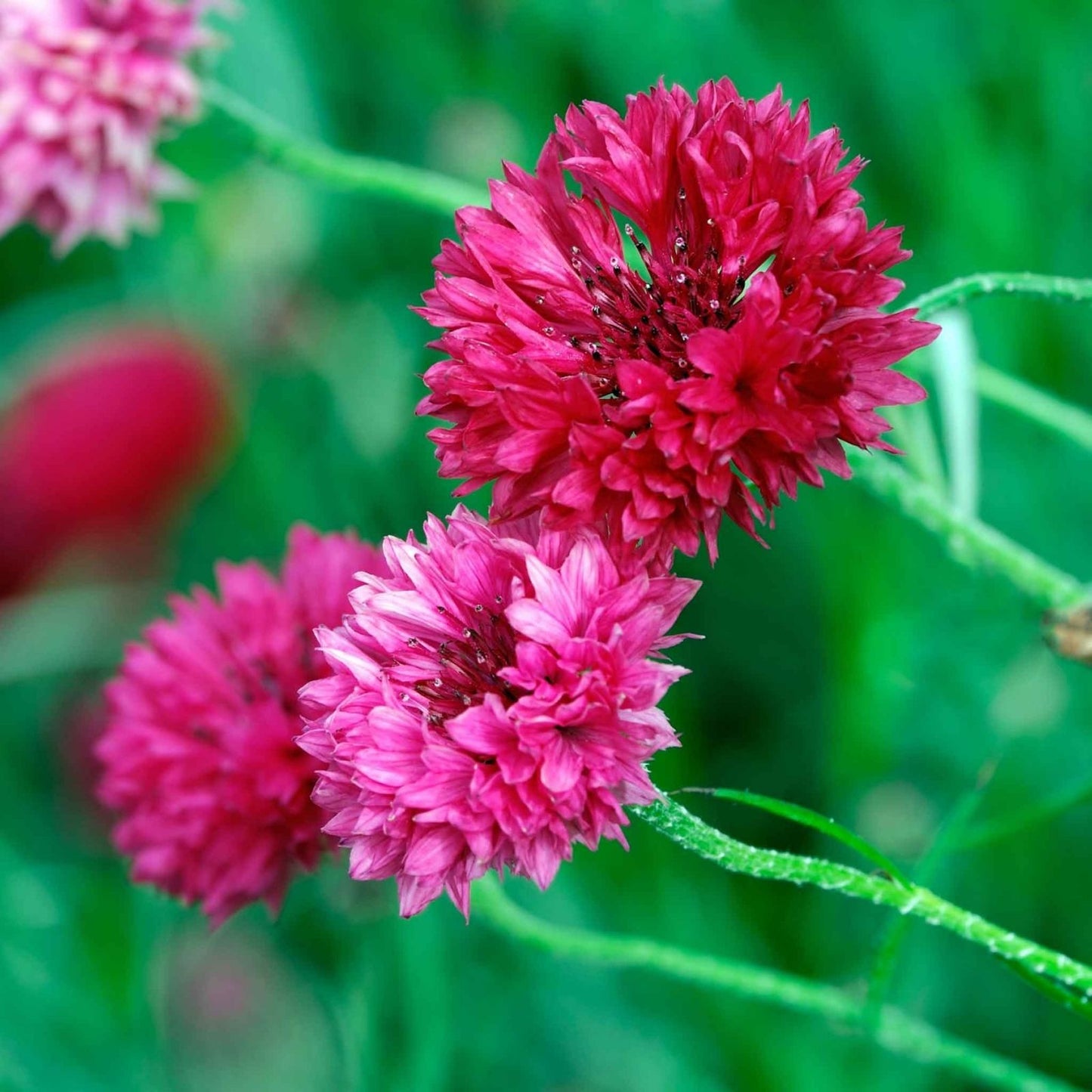 Bachelor Button Seeds 50 Count Tall Red Variety Bright Blooms Centaurea cyanus Flower Seeds