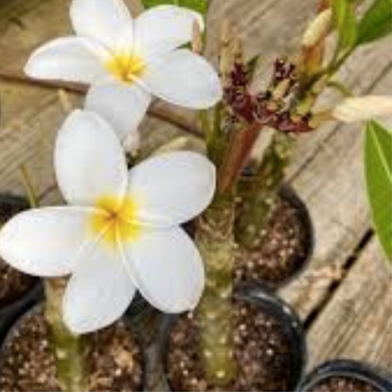 Rooted Plumeria Cutting - Wildfire - 17" Frangipani Plant with 1 Tip - Tropical Flowering Plant - Garden, Patio, Indoor Plant