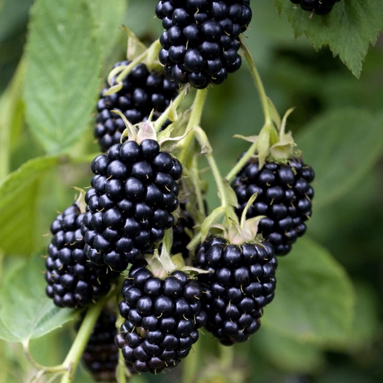 Organic Blackberry Cuttings 6" Thornless Apache Variety 4 Pack Rubus fruticosus