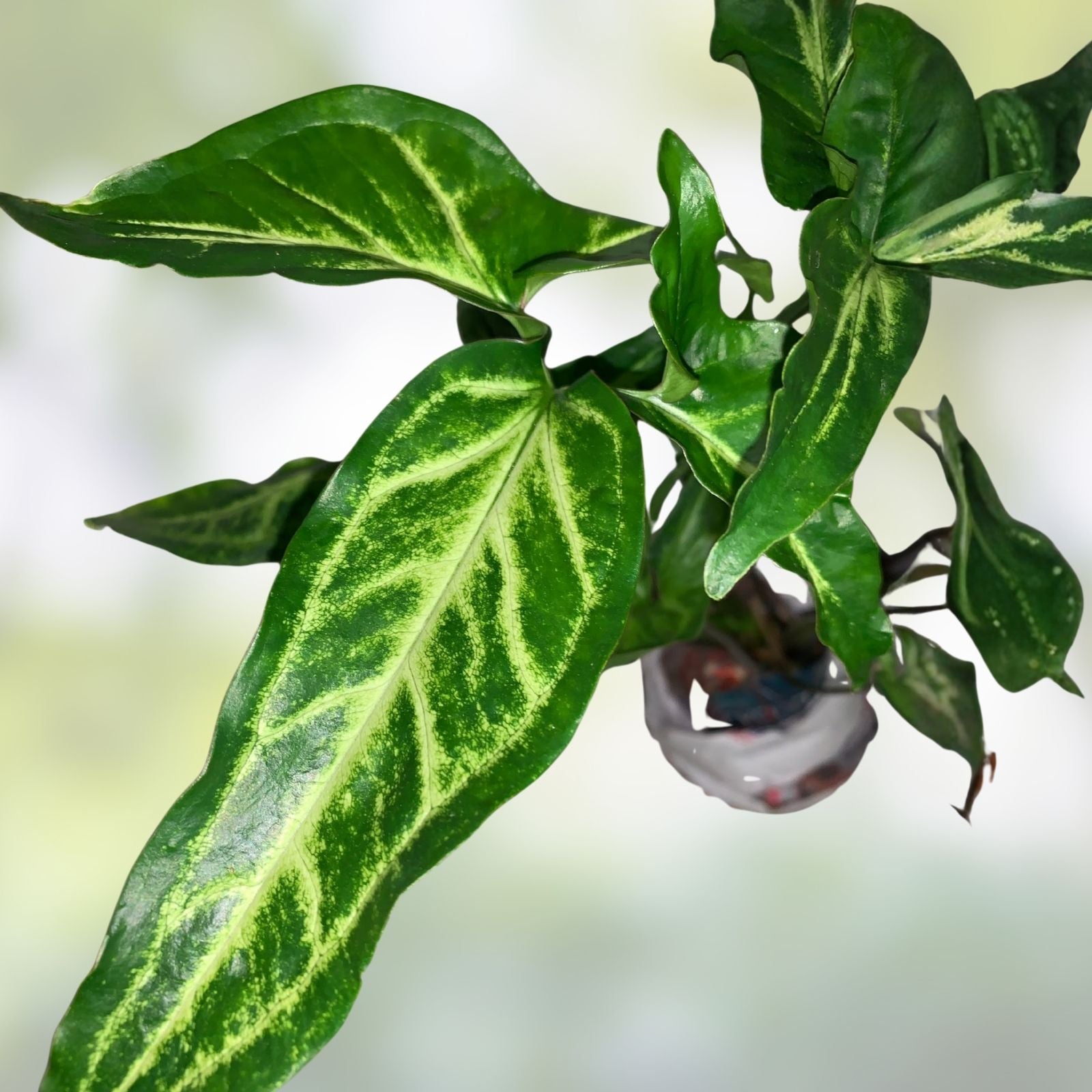 Syngonium Cutting, Highly Rooted White Variegated Syngonium, Syngonium podophyllum, Indoor Plant, Houseplant, Green and White Foliage