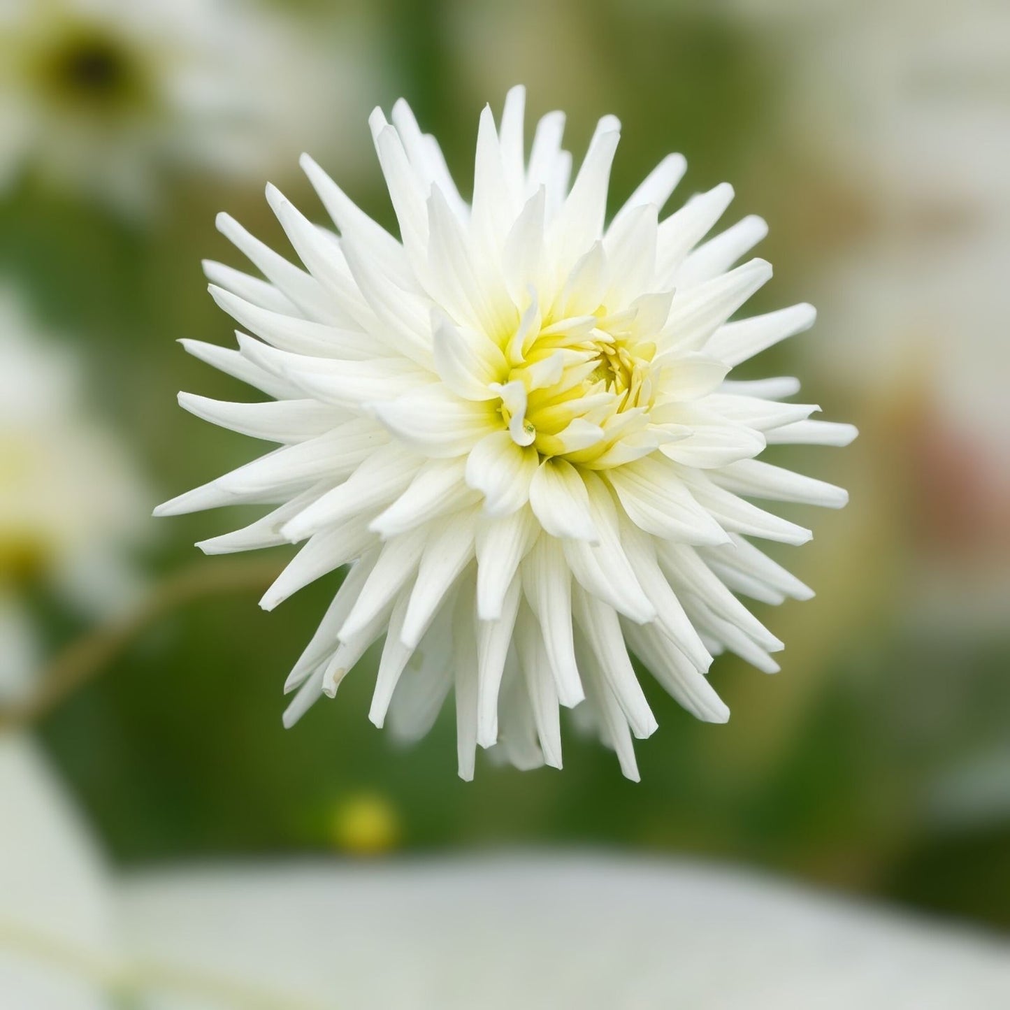 Dahlia Tubers 3 Large "My Love" Planting Bulbs - Dahlia pinnata Flowering Plants for Garden