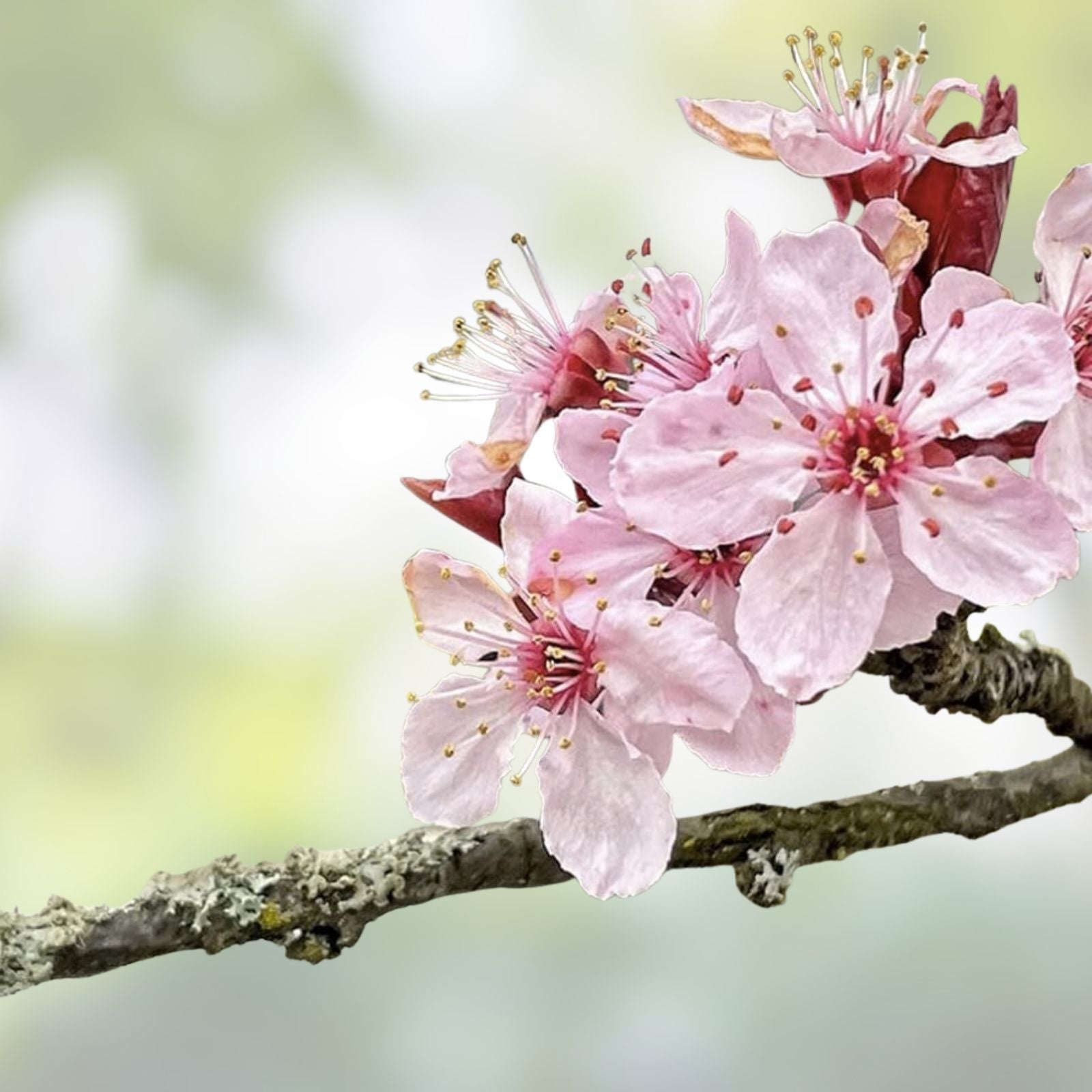 Japanese Cherry Blossom Bonsai Seeds - 10 Flowering Sakura Seeds - Prunus serrulata - Ornamental Tree Seeds