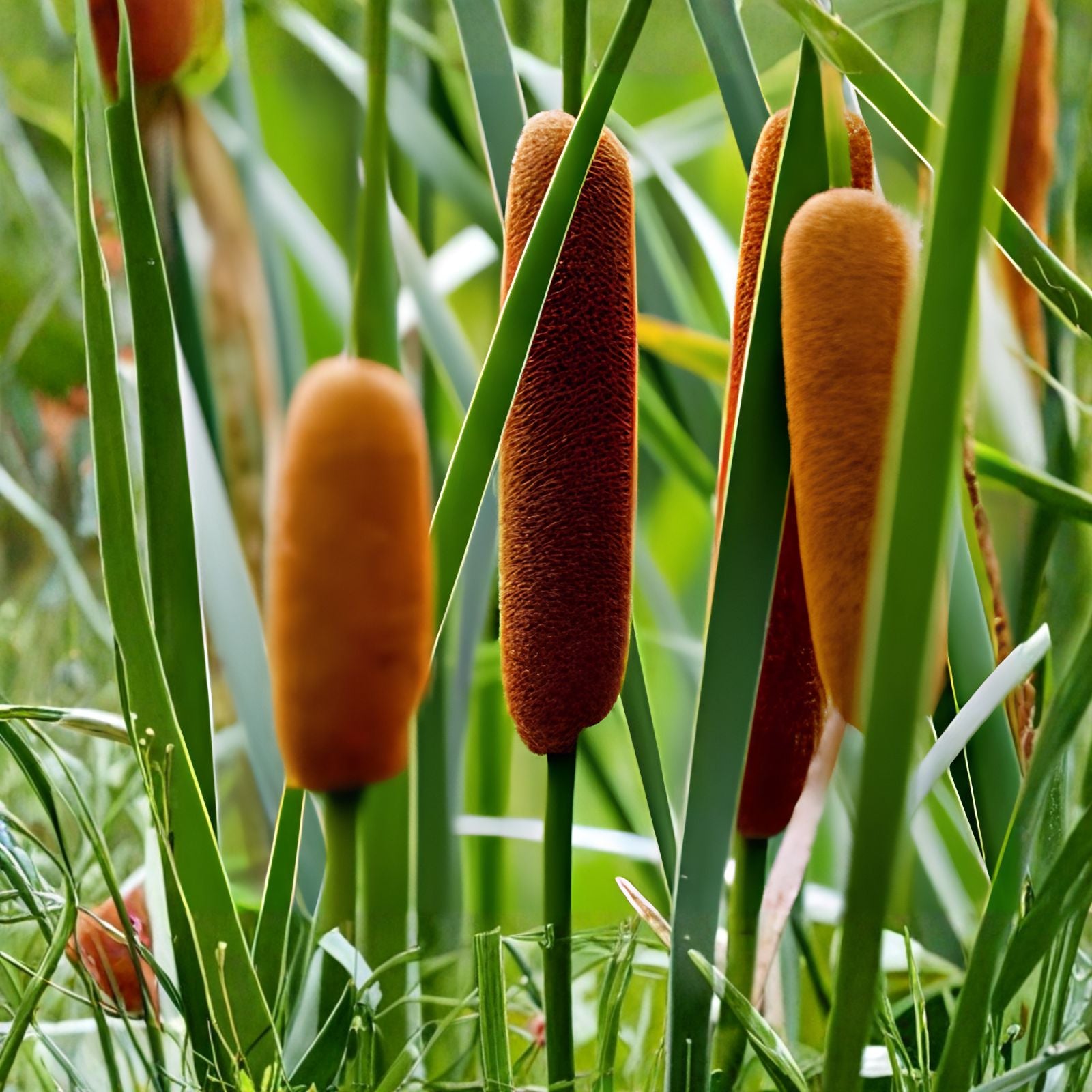 Cattail Seeds for Planting – 5,000+ Typha spp. Wetland Aquatic Plants for Pond Marsh Restoration, Live Plant Seed Pack