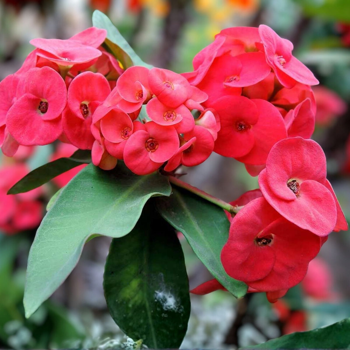 Thai Hybrid Crown of Thorns Cutting - Cherry Cobbler - Rooted Euphorbia milii Plant - Succulent Indoor Plant Gift