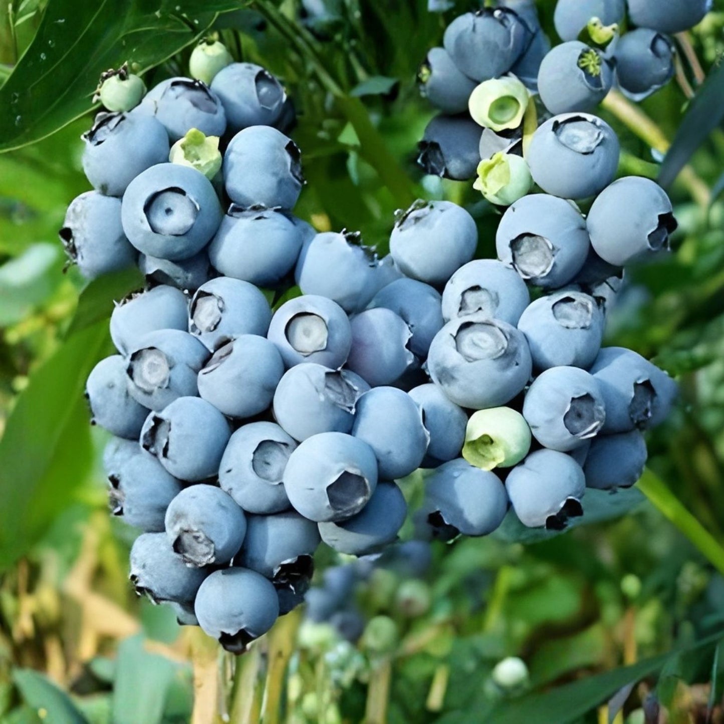 Lowbush Blueberry Seeds 30 Pack Organic Non-GMO Vaccinium angustifolium Made in USA from Iowa