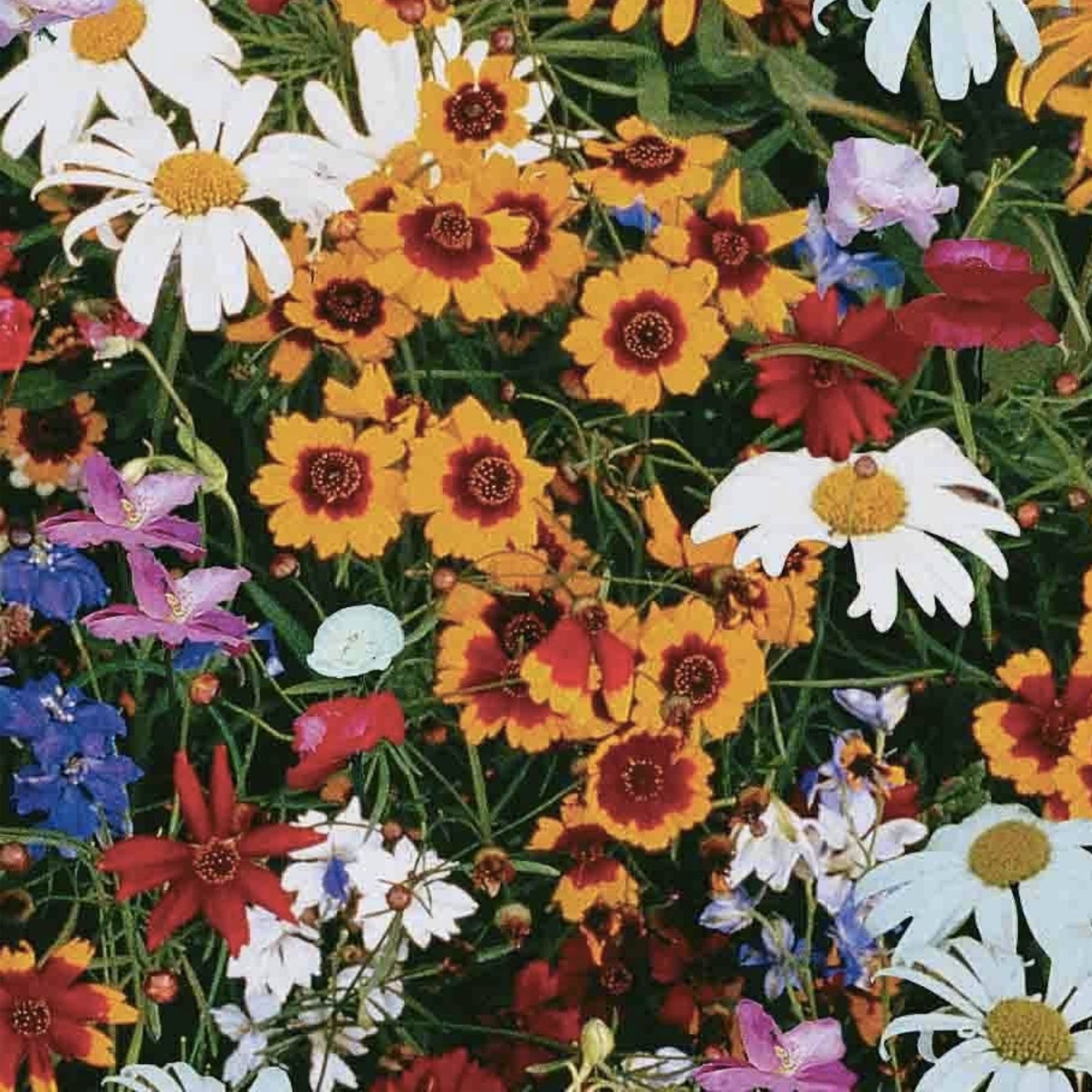 Hummingbird Wildflower Seed Mix Perennial Garden Flowers for Hummingbirds Easy to Grow Colorful Seeds