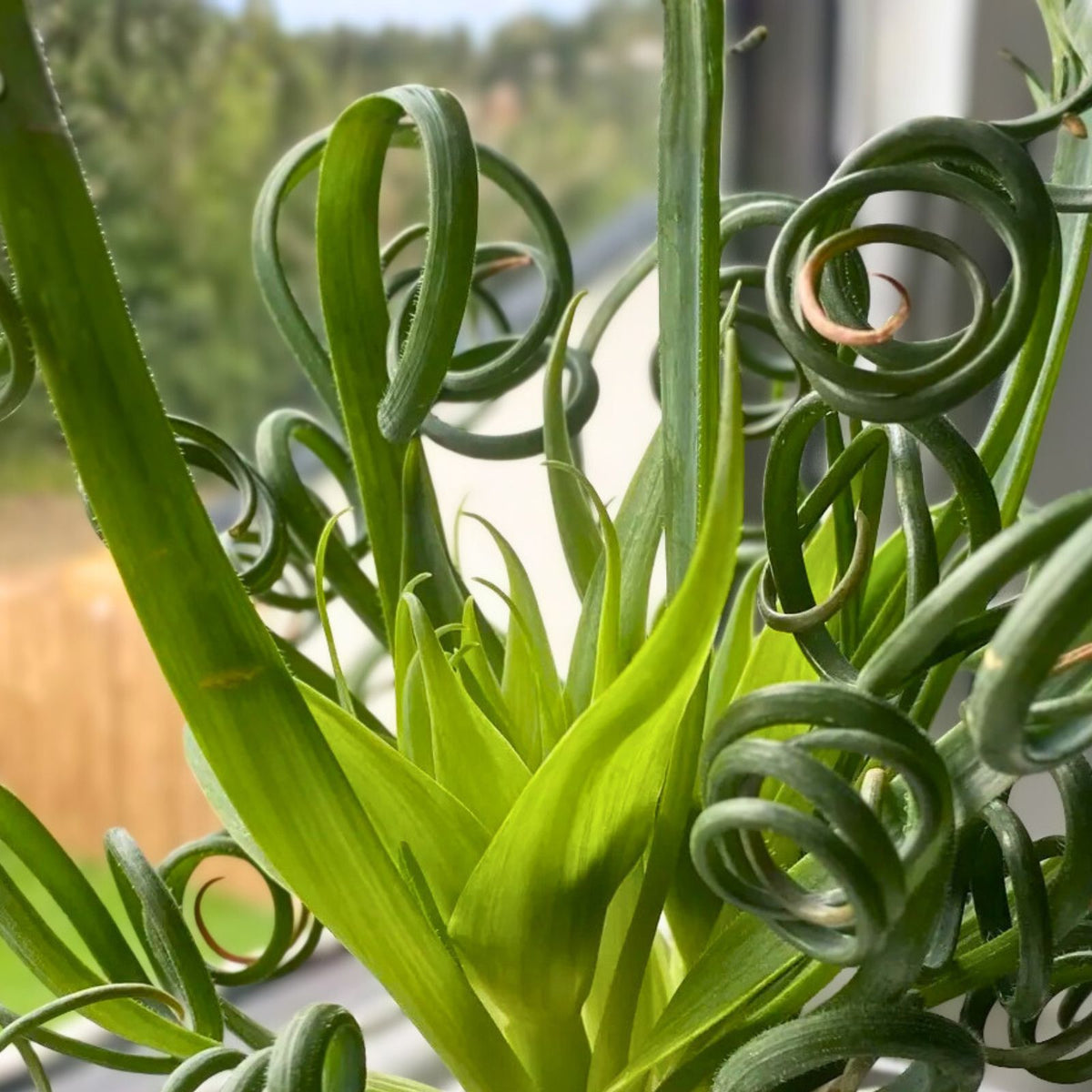 Corkscrew Albuca Plant - Live in 4" Pot - Rare Succulent - Albuca bruce-bayeri - Asparagaceae Family