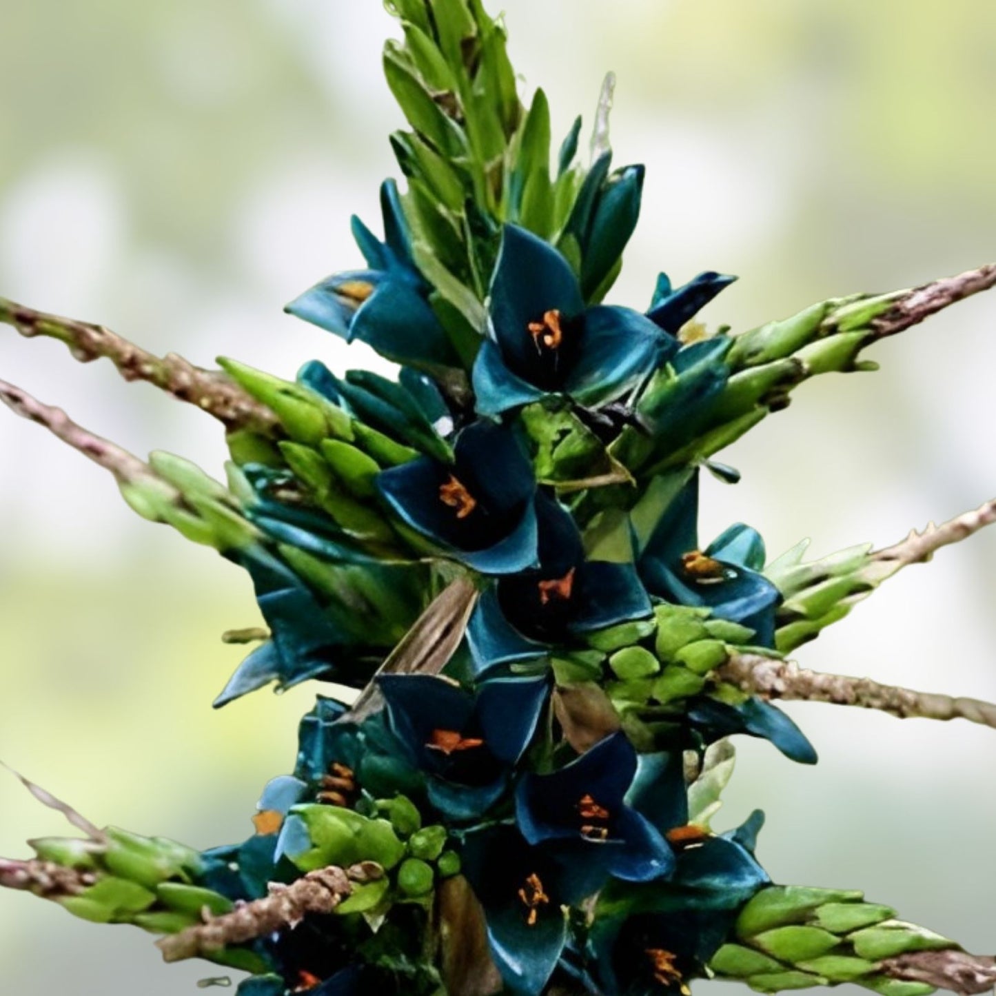 Puya alpestris Seeds - 10 Pack, Sapphire Tower, Rare Exotic Tropical Plant Seeds, Ornamental Succulent, Unique Garden Plant
