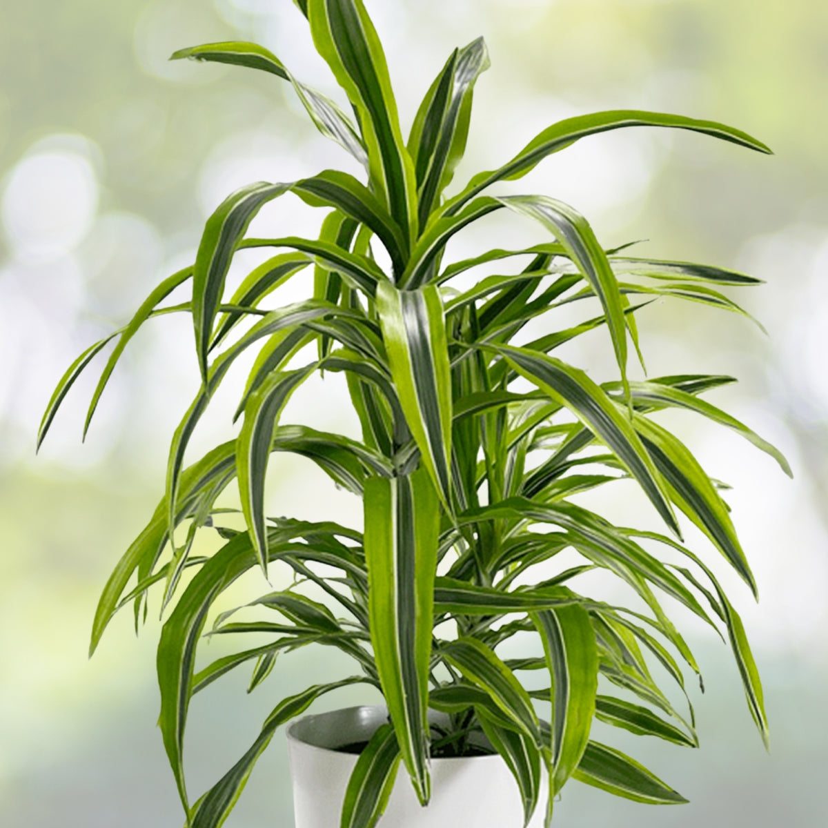 Live Dracaena Fragrans Lemon Lime Plant | Air-Purifying Houseplant with Green & Yellow Foliage | Dracaena Fragrans